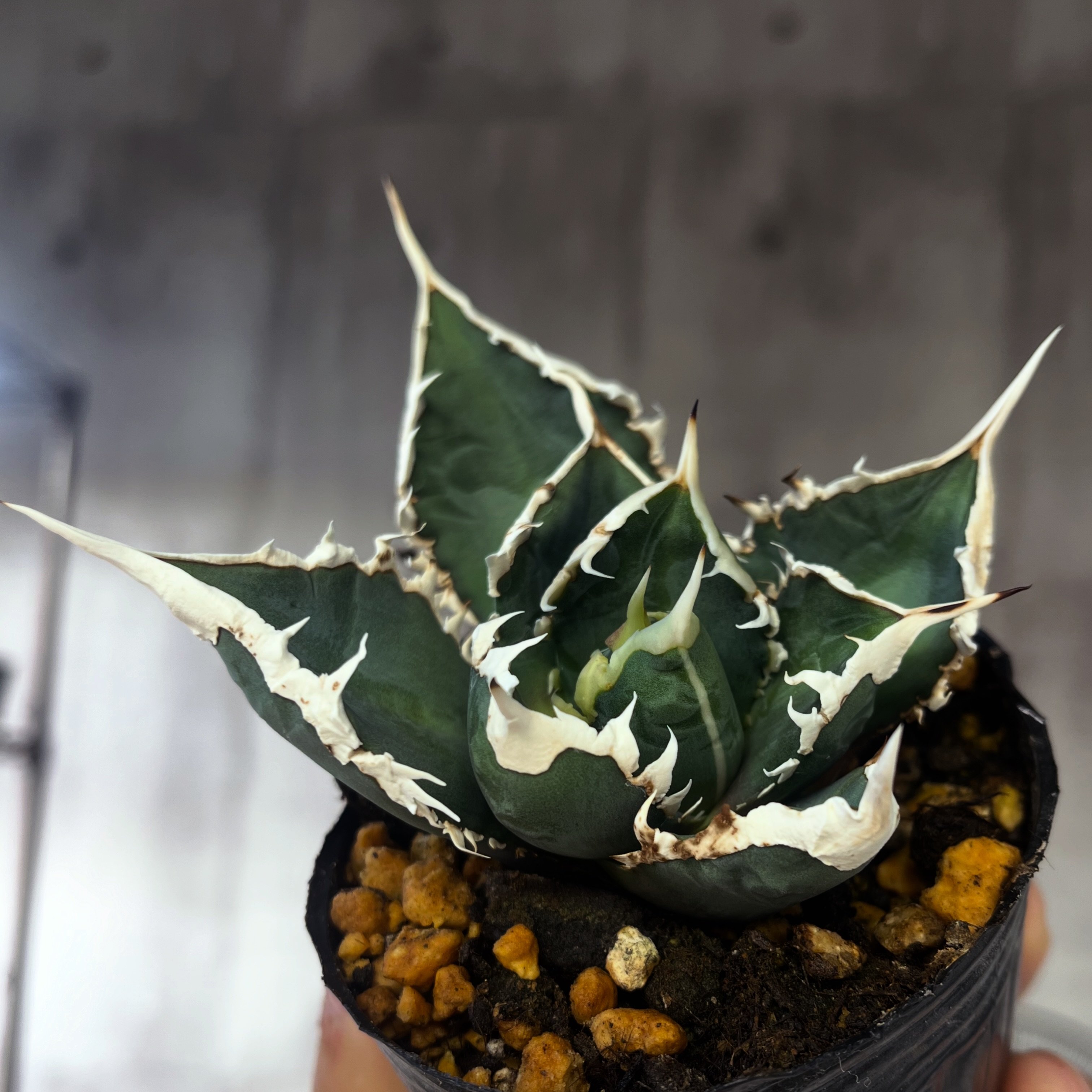 斑入り植物専門店〜錦〜