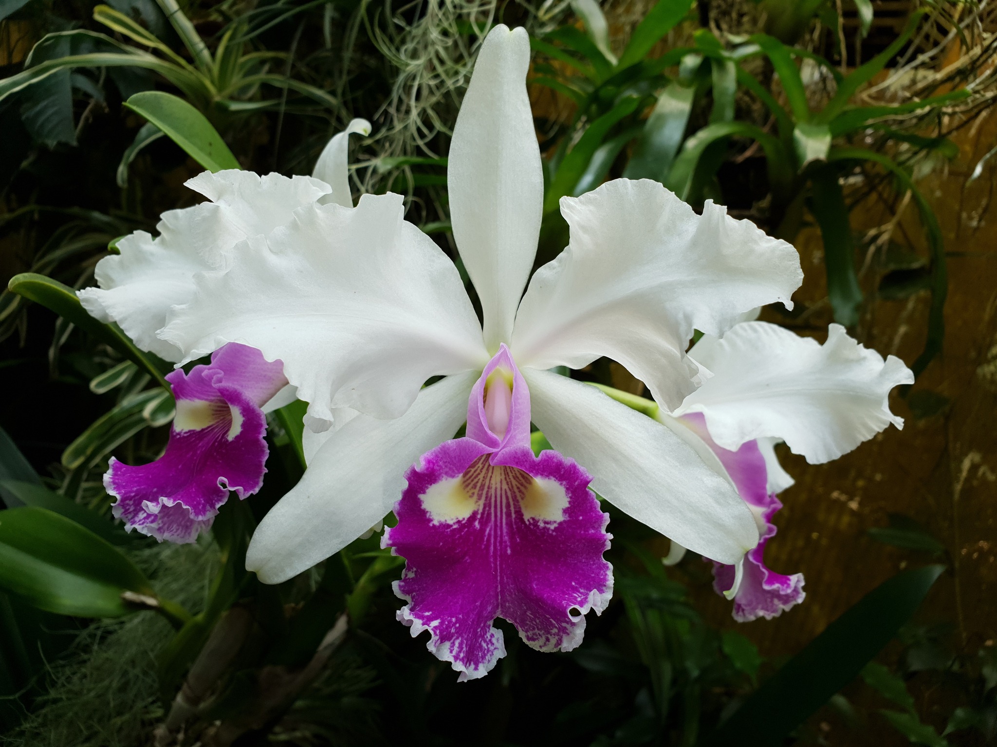 Cattleya warscewiczii semi-alba ( 'Marjorie' x 'F.M.B.' )