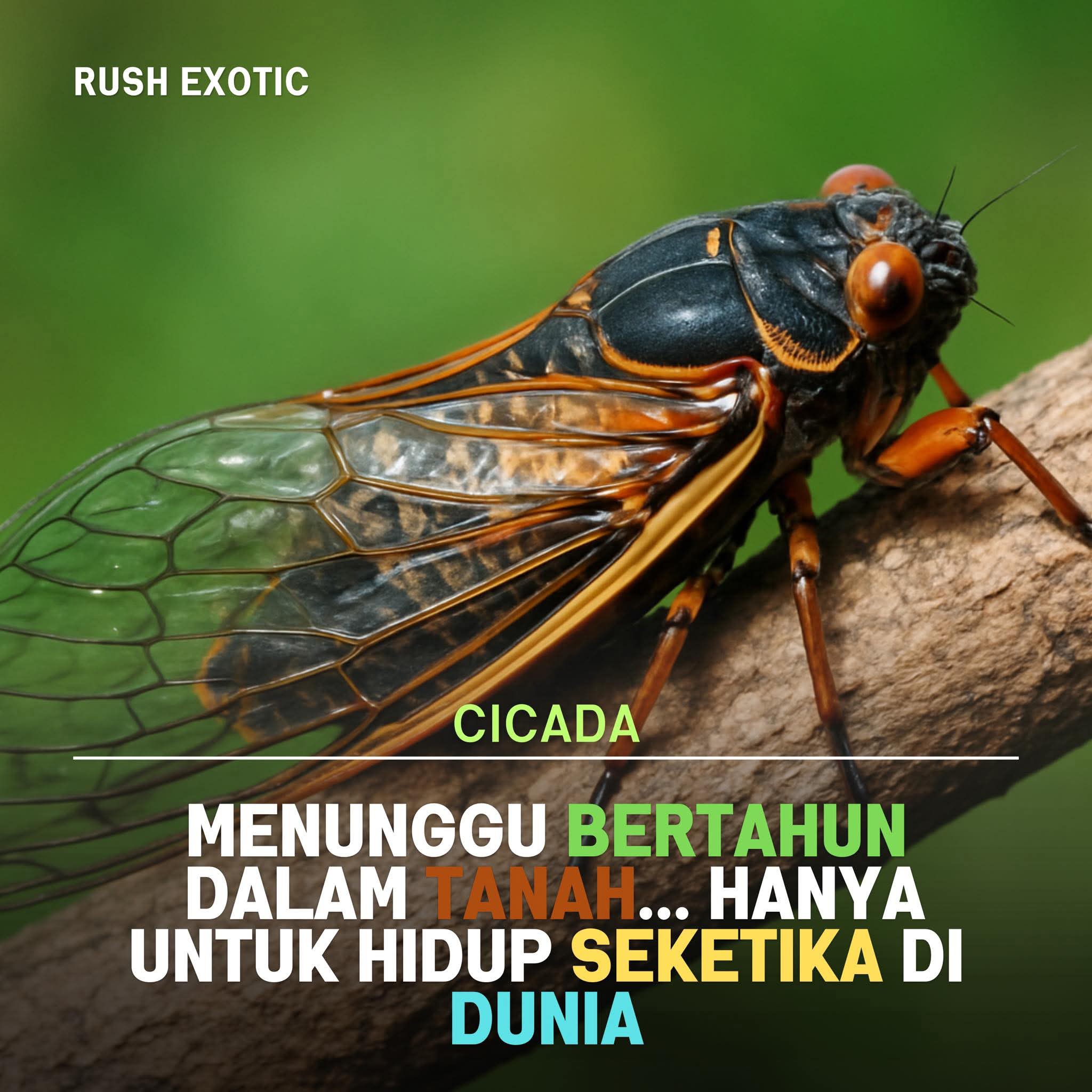 SAHABAT L.M.S ( Larut, Matang, Selama PERAK) | Cicada, atau riang-riang ...