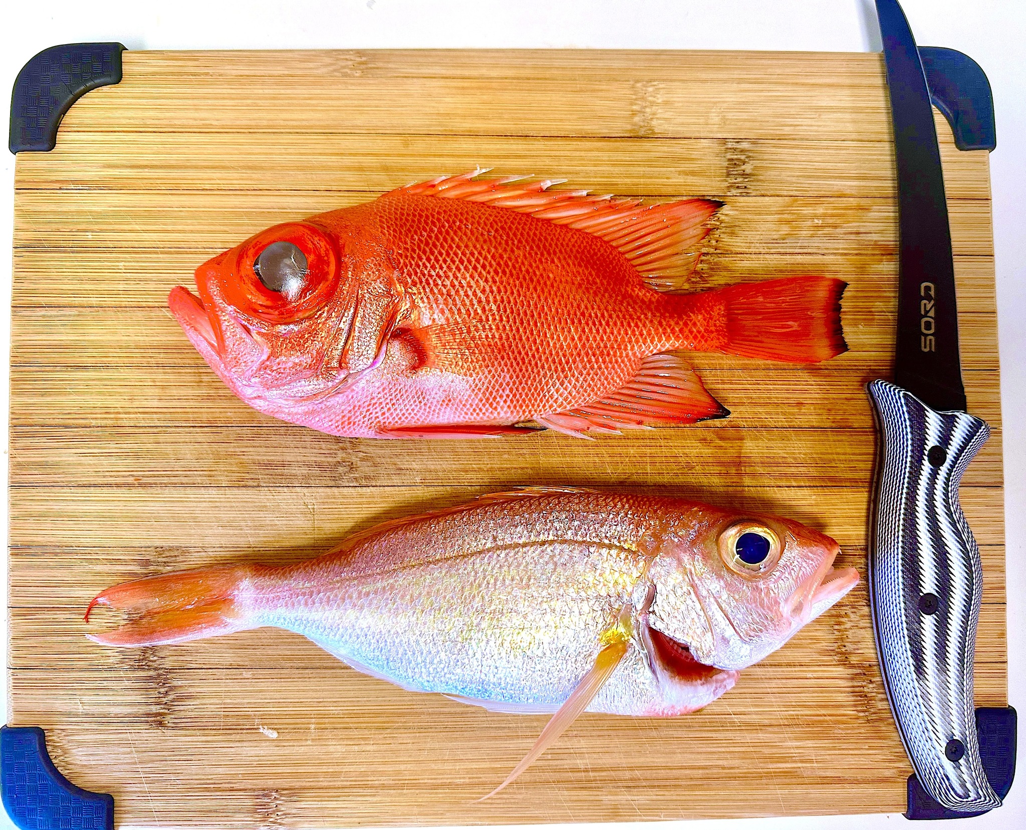 Bama - This is the first time these species of fish have been in my ...