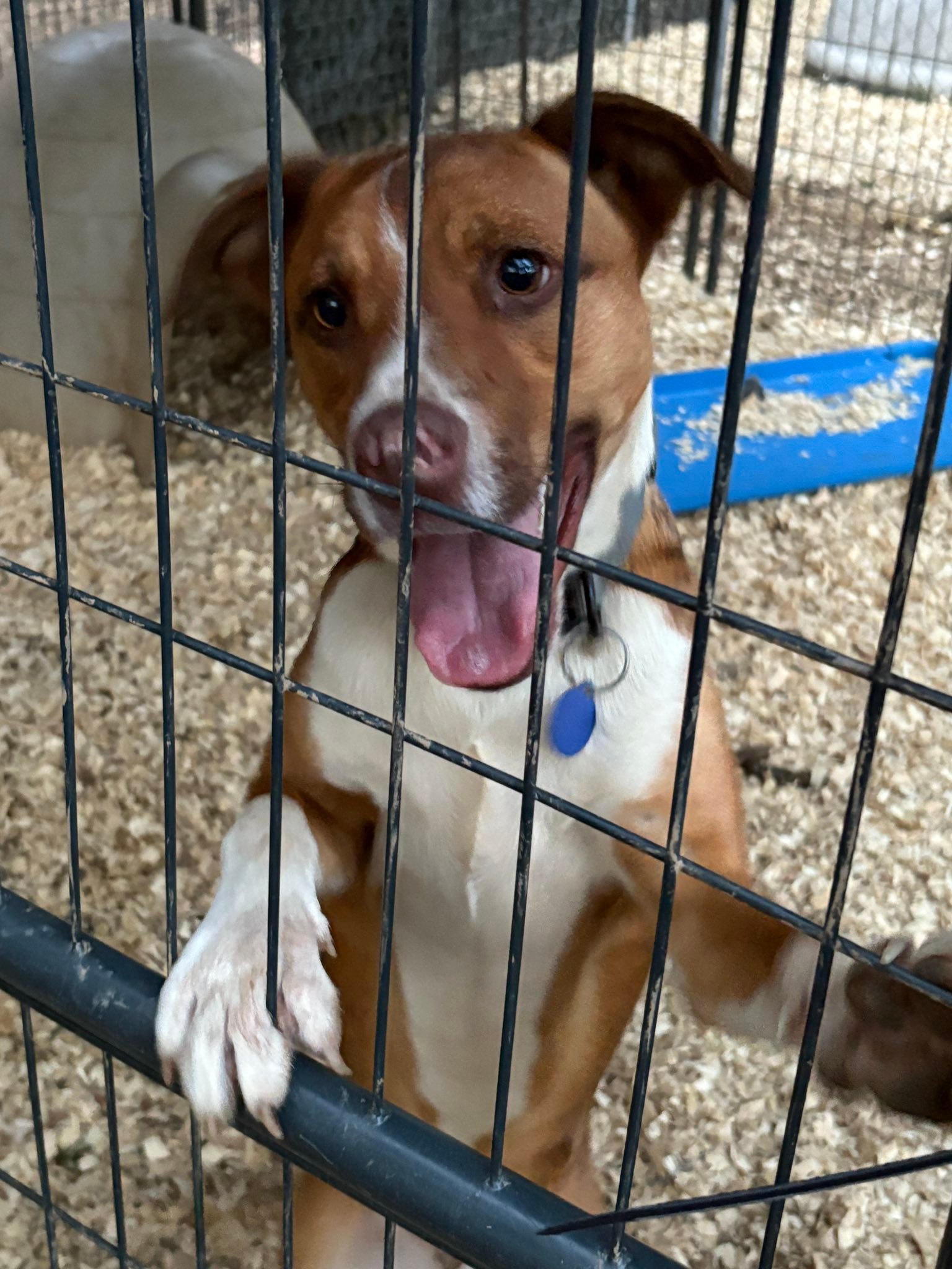 Jak's Second Chance... - Jak's Second Chance Rescue Ranch