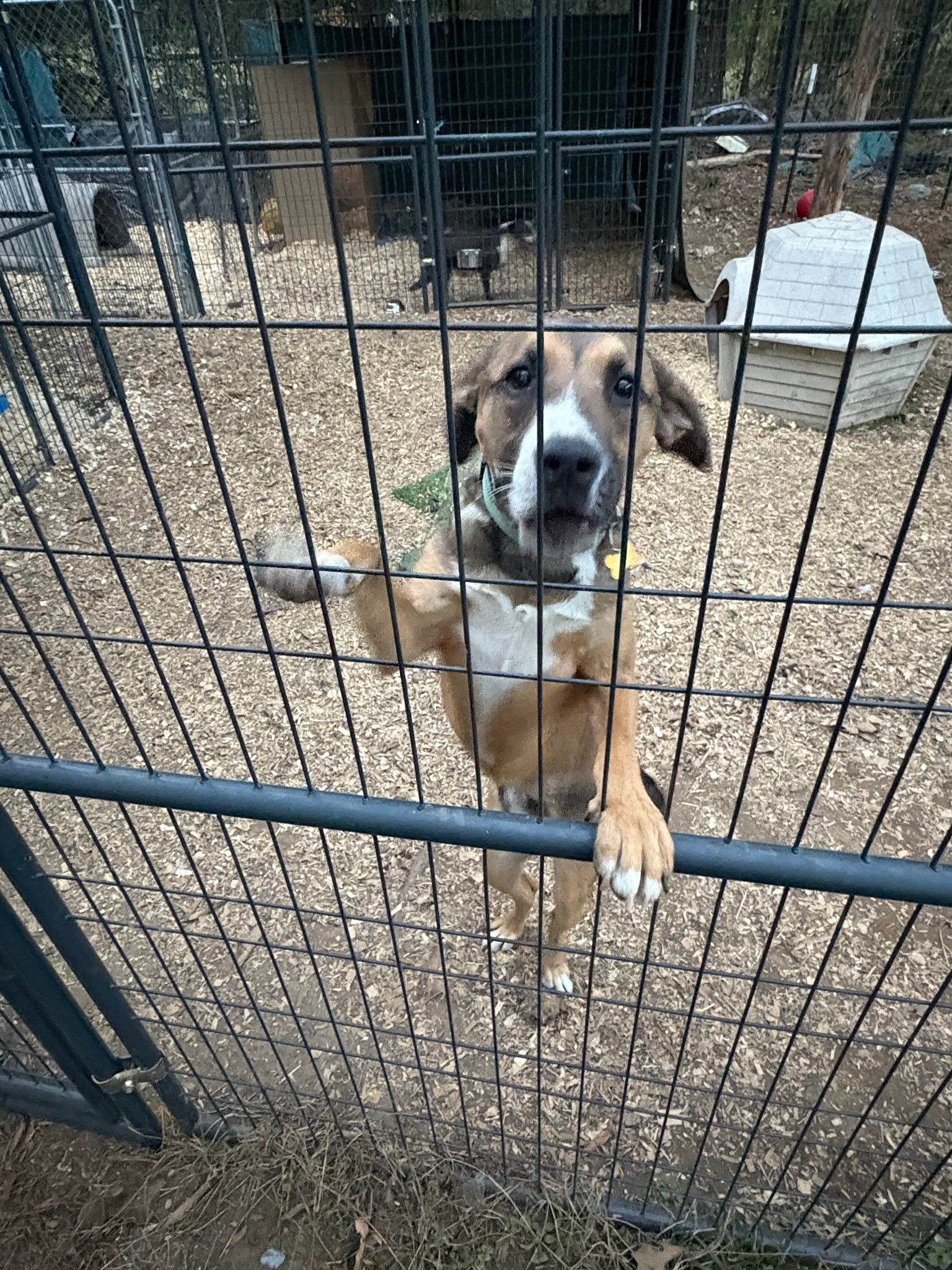 Jak's Second Chance... - Jak's Second Chance Rescue Ranch