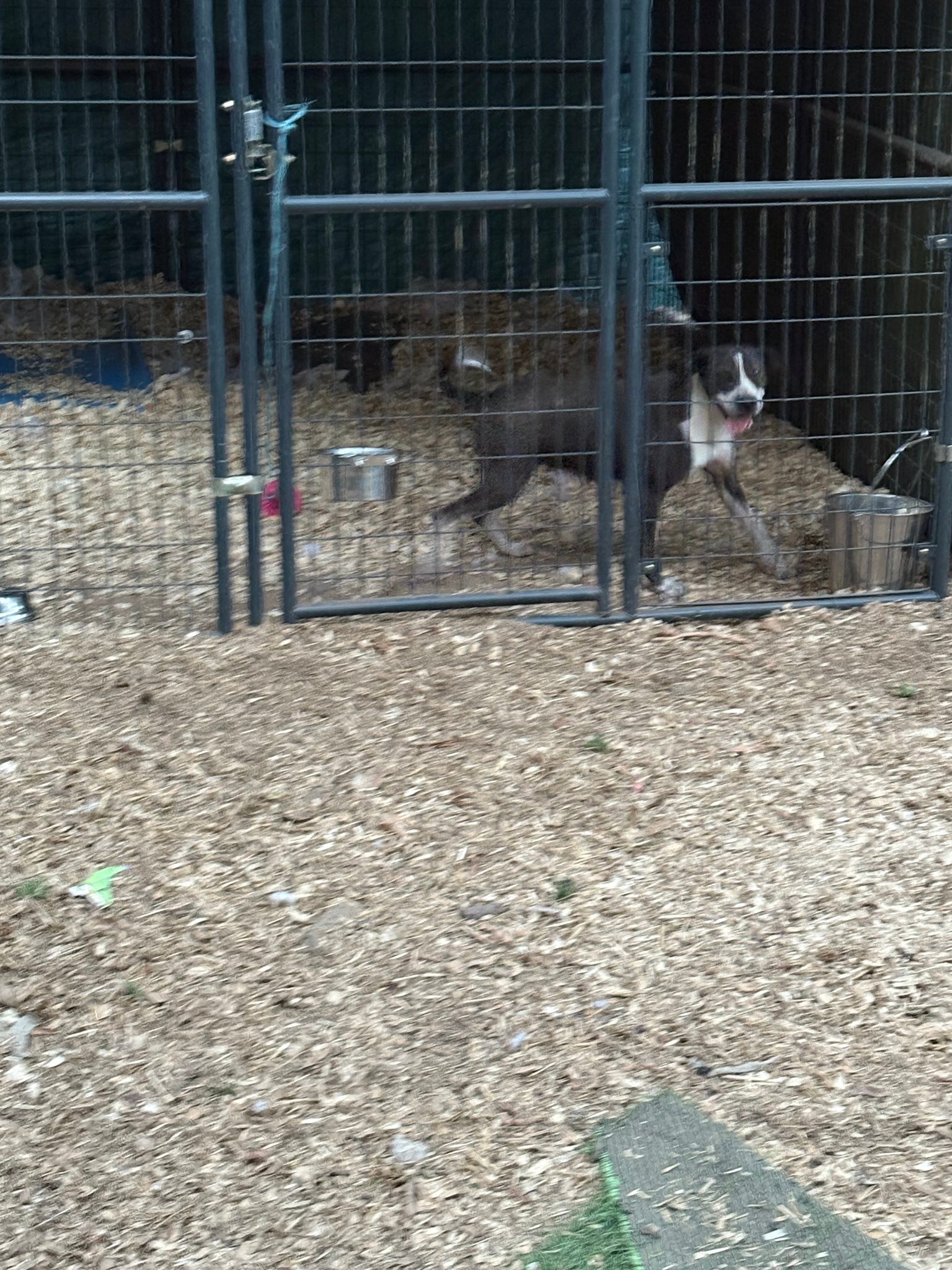 Jak's Second Chance... - Jak's Second Chance Rescue Ranch