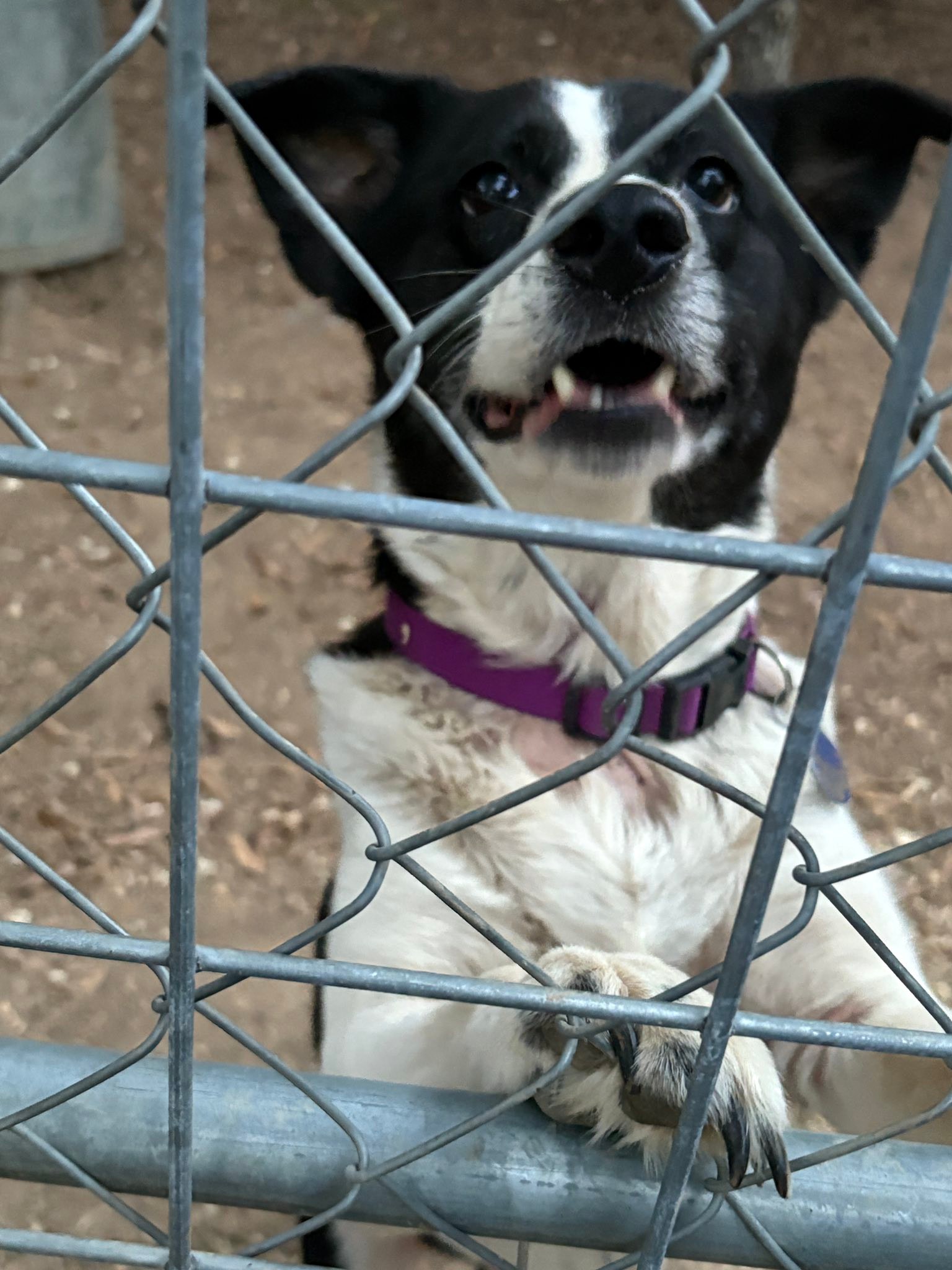 Jak's Second Chance... - Jak's Second Chance Rescue Ranch