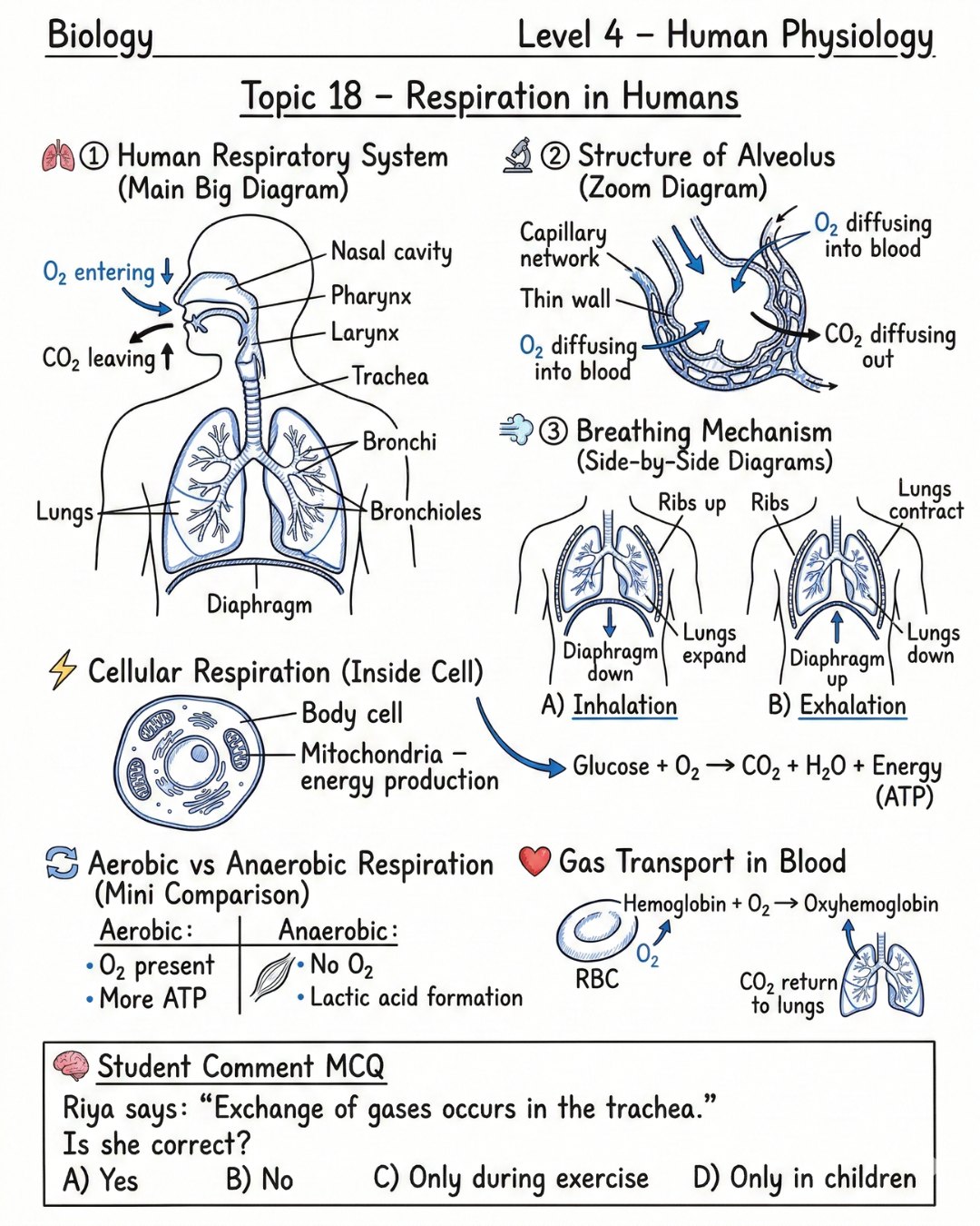 🫁 Respiration – Breathing & Cellular... - EduSphere Academy | Facebook