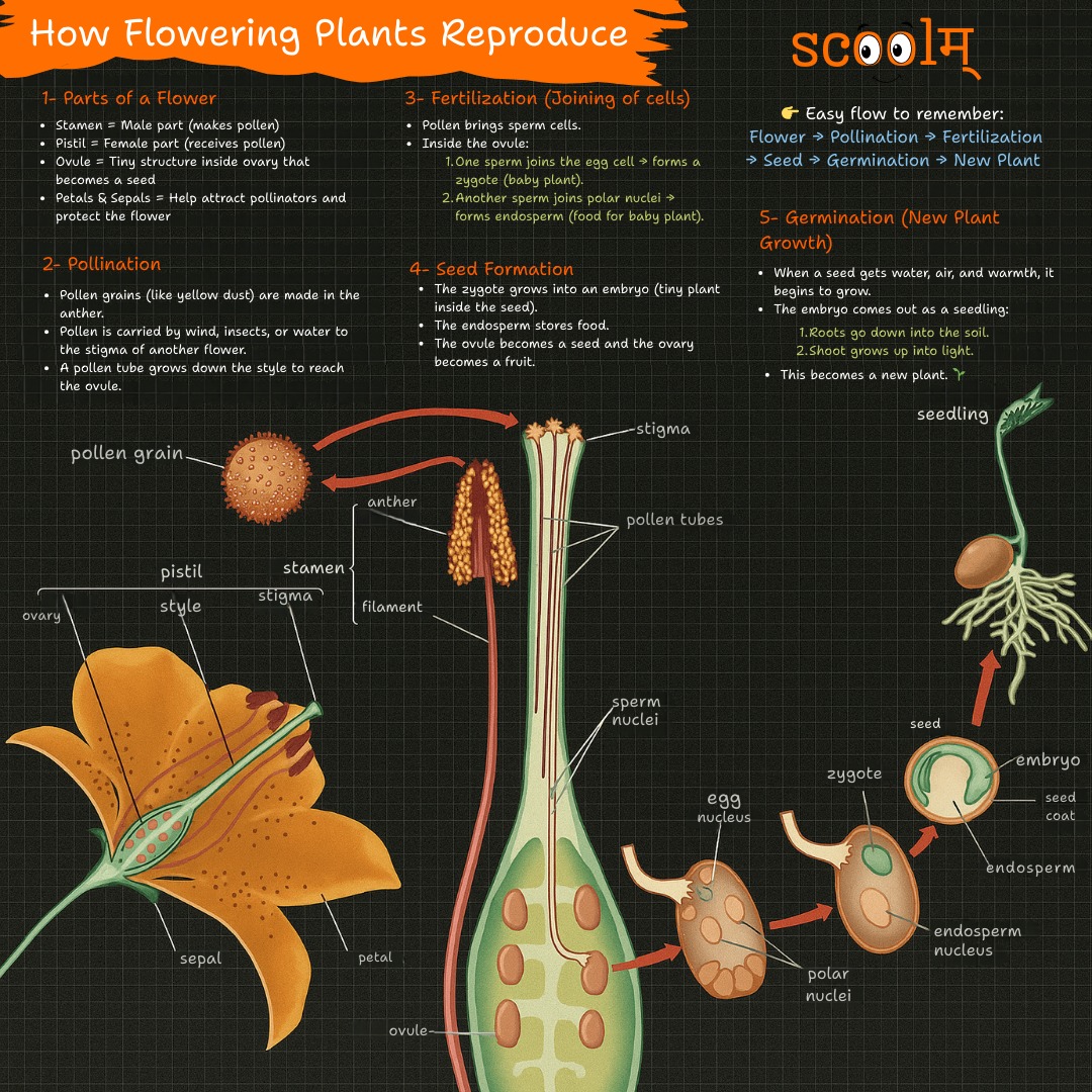 Scoolam - 🌸 How do flowering plants reproduce? 🌱 It’s a magical cycle ...