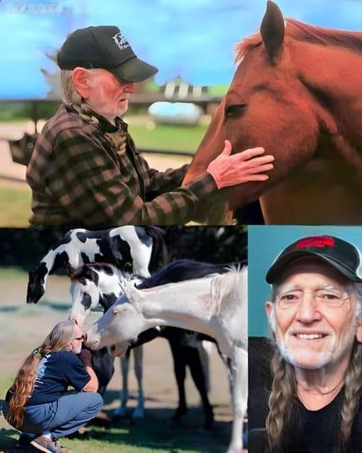 𝐌𝐚𝐠𝐢𝐜𝐚𝐥 𝐒𝐭𝐨𝐫𝐢𝐞𝐬 - Willie Nelson Rescued 70 Horses from...