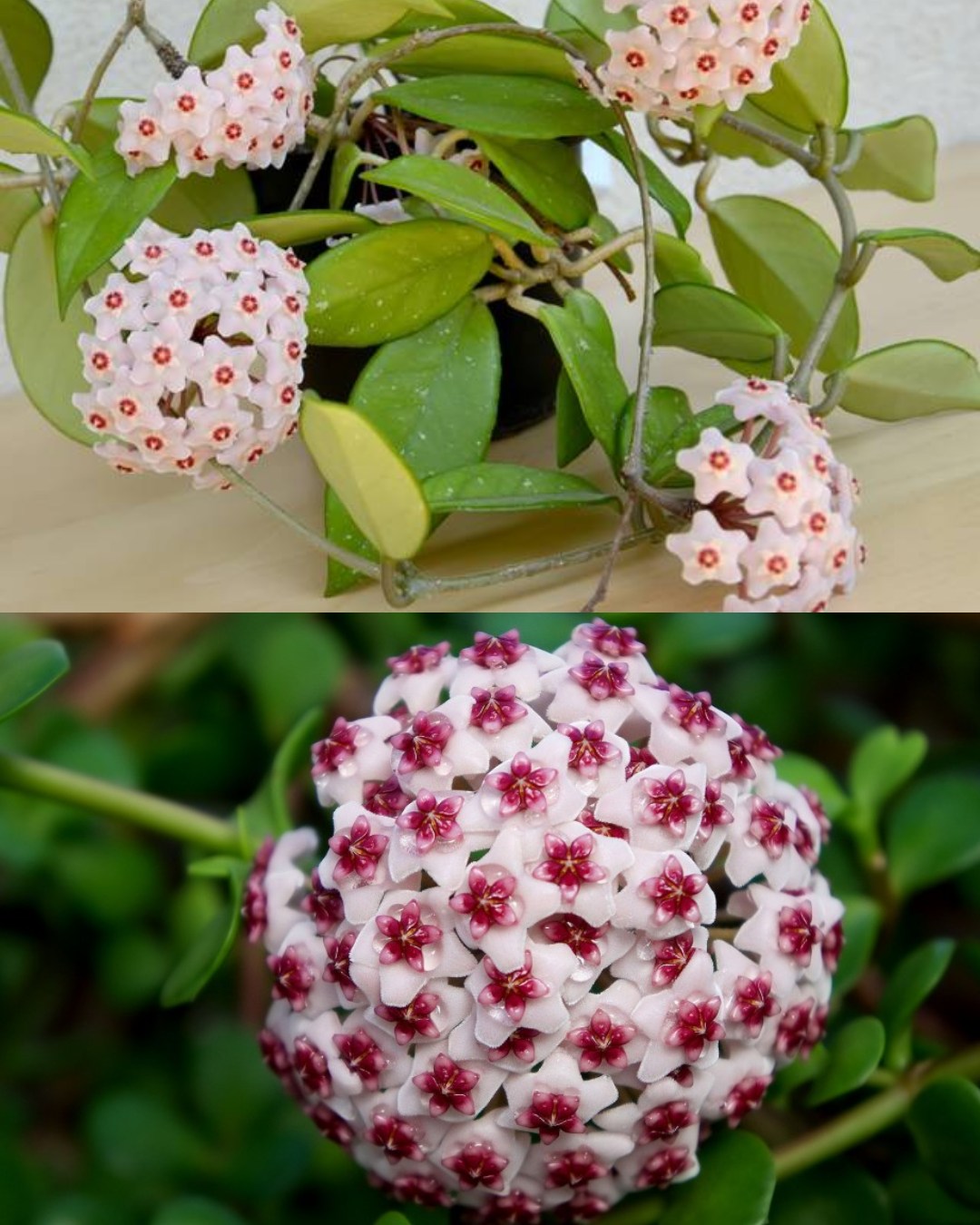 Die faszinierende Hoya carnosa 🌺✨ Die Hoya carnosa, auch als Porzellanblume bekannt, gehört zur Familie der Asclepiadaceae und ist eine semi-tropische Pflanze, die durch ihre wunderschönen, sternförm