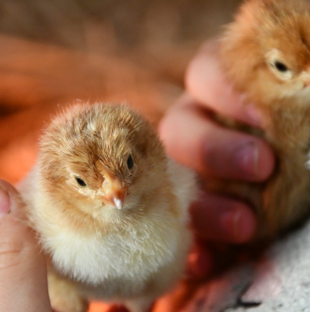 IBC pod, converted into a chicken brooder. | Facebook