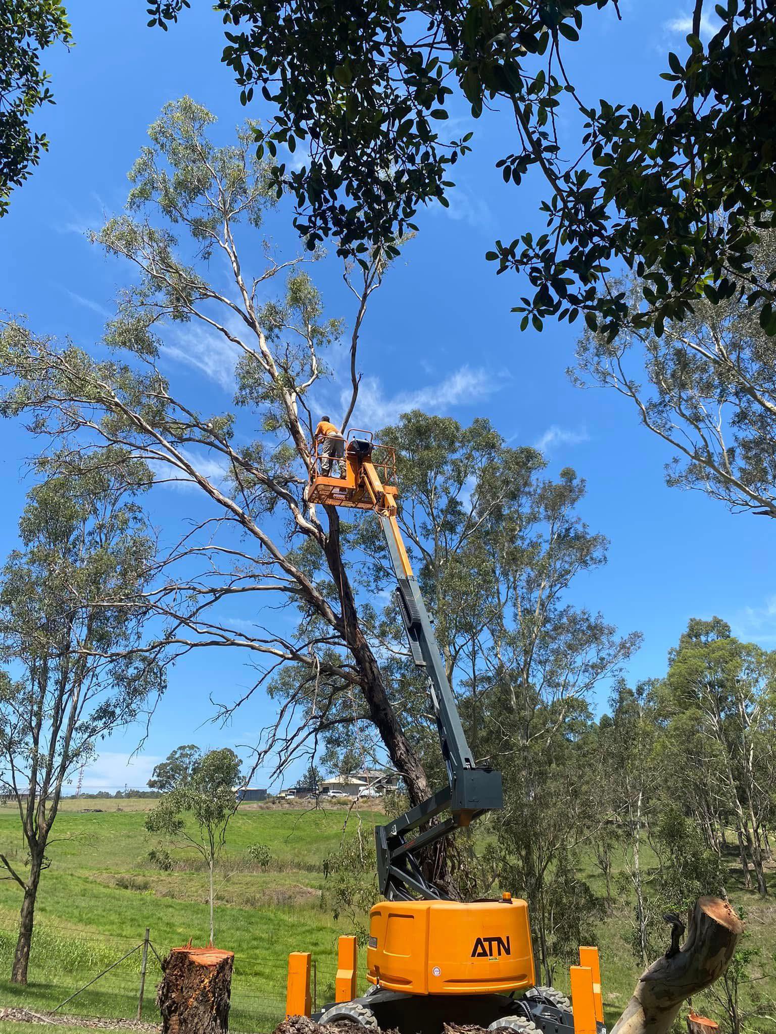 Absolute Tree Services | Sydney Olympic Park NSW