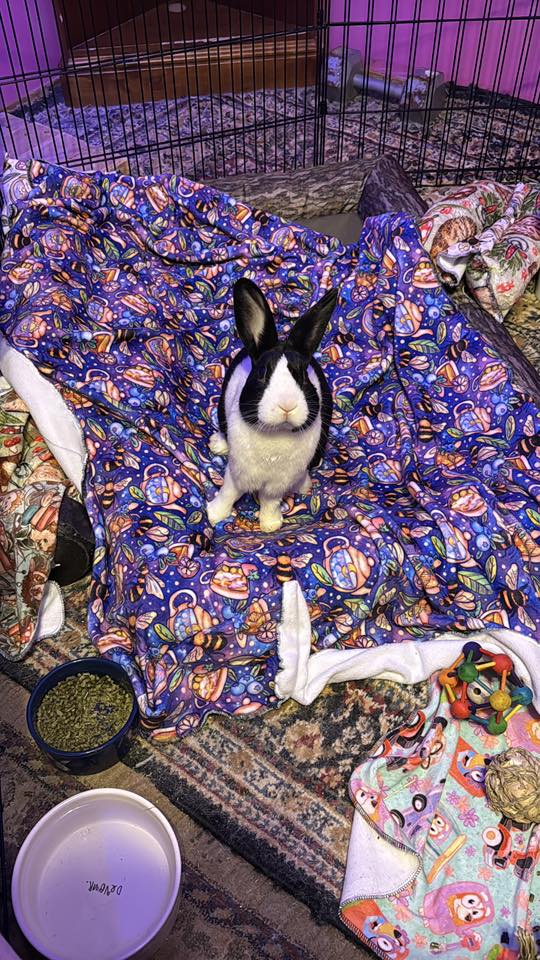 The Bunny Community | Facebook