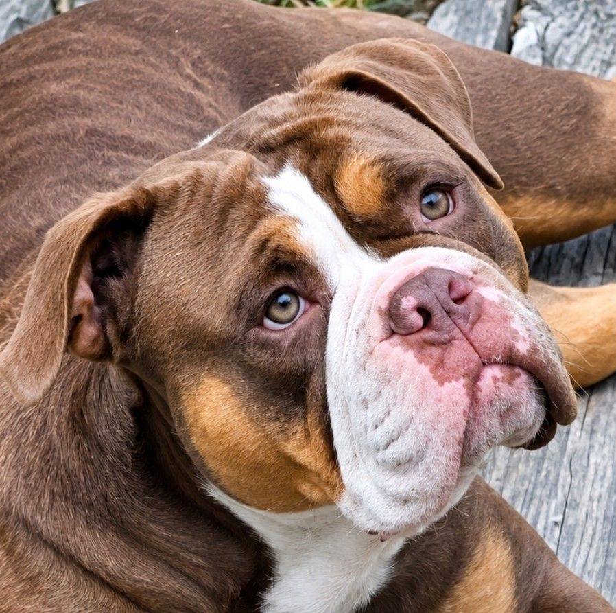 ATHLETIC BULL BREEDS & HYBRIDS , FIT FOR FUNCTION | 2 year Old Rock-A ...