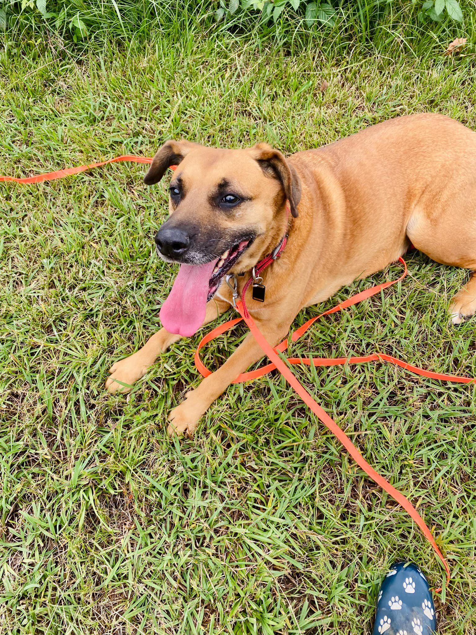 Jak's Second Chance... - Jak's Second Chance Rescue Ranch