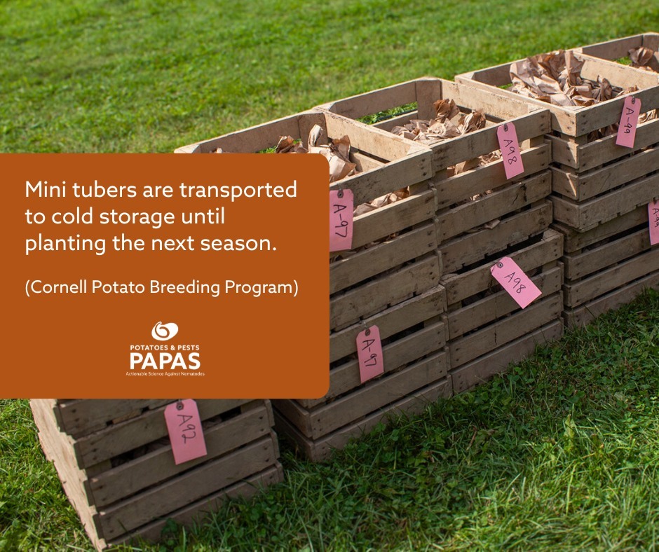 PAPAS - Potatoes and Pests, Actionable Science Against Nematodes ...
