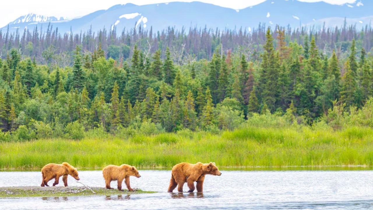 Katmai National Park Brooks Falls Alaska | Would you go third week of ...