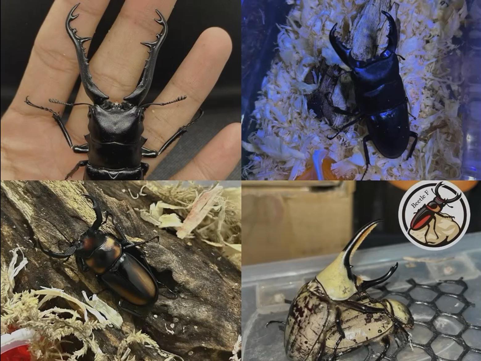 Beetle f