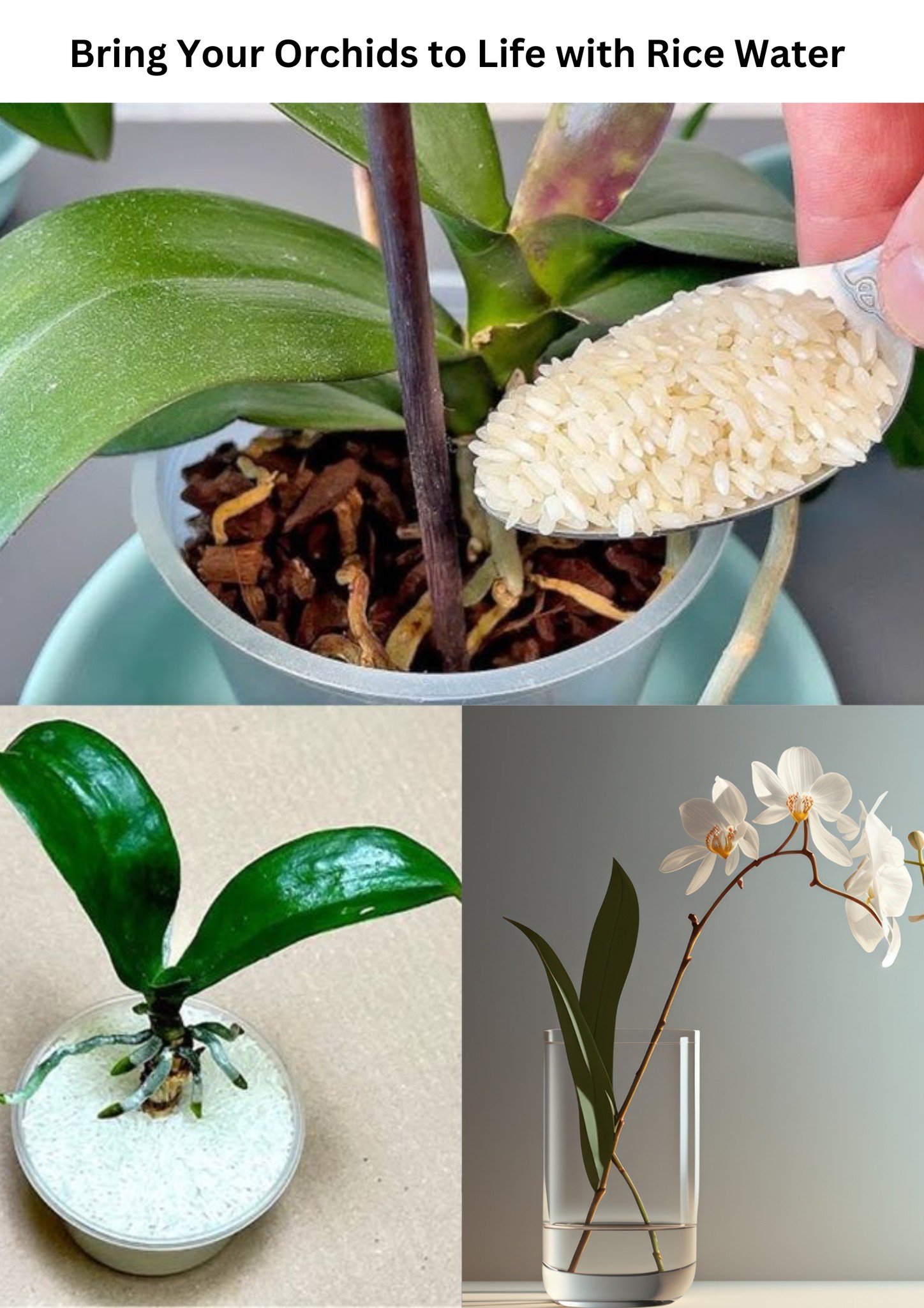 Rice is a real miracle for orchids: if... - Gardening Tricks | Facebook