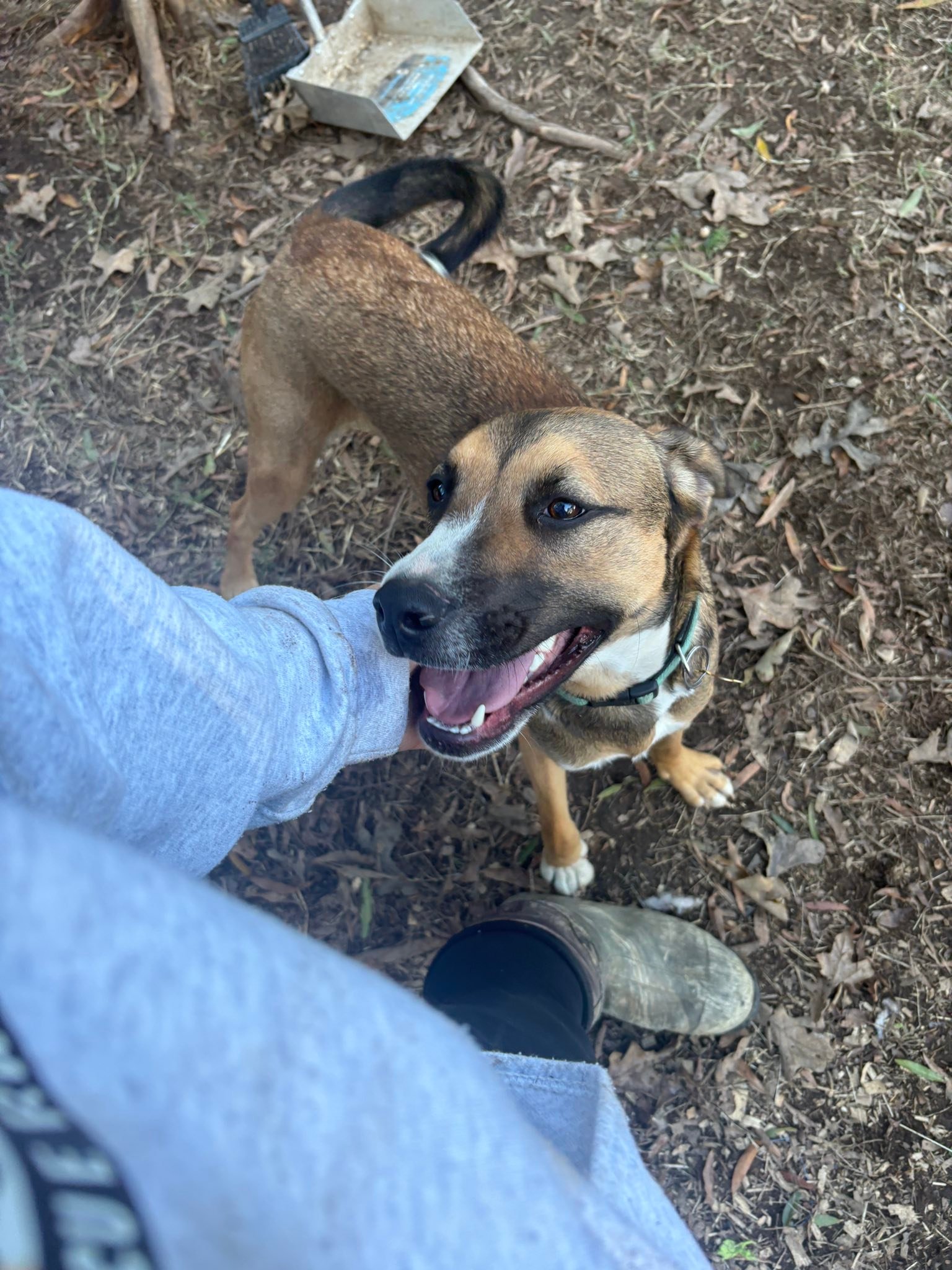 Jak's Second Chance... - Jak's Second Chance Rescue Ranch