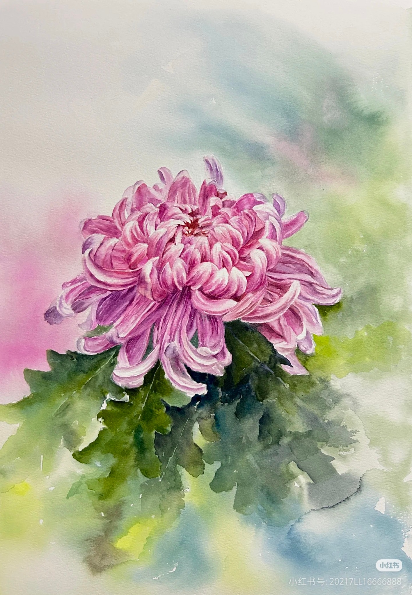 菊花