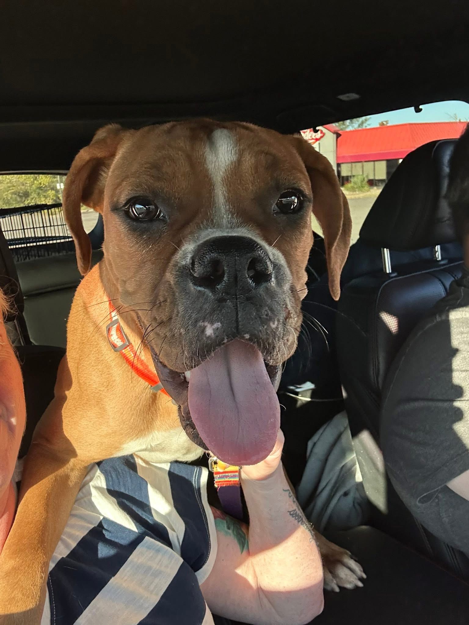 Boxer Paws Rescue | Facebook