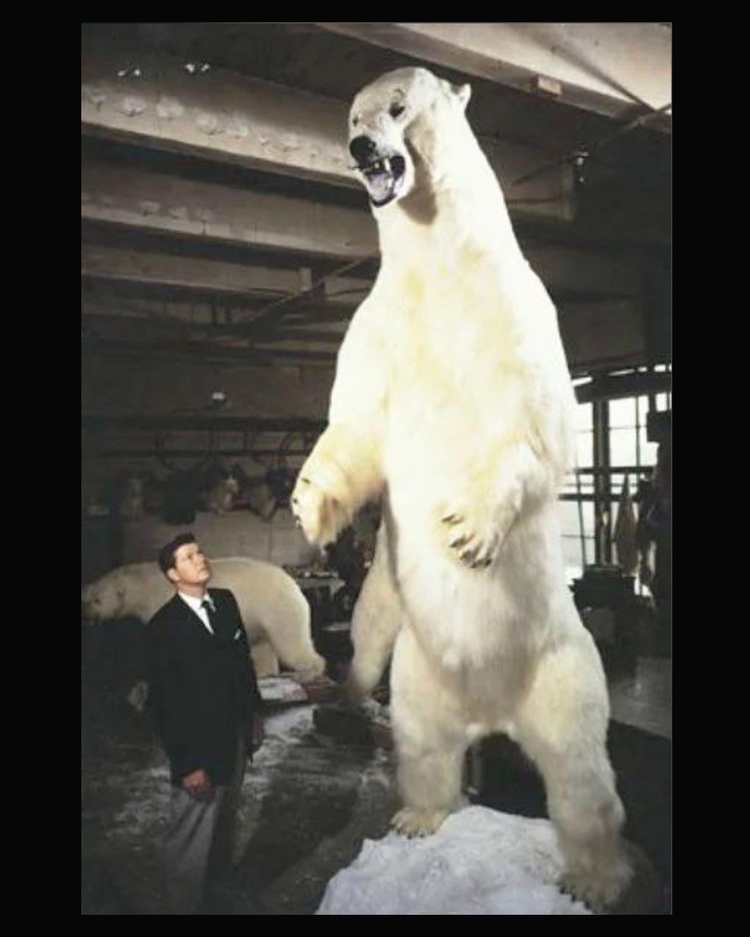 Toolstour - The Inuit refer to them as “Nanook“. The Norwegians have ...