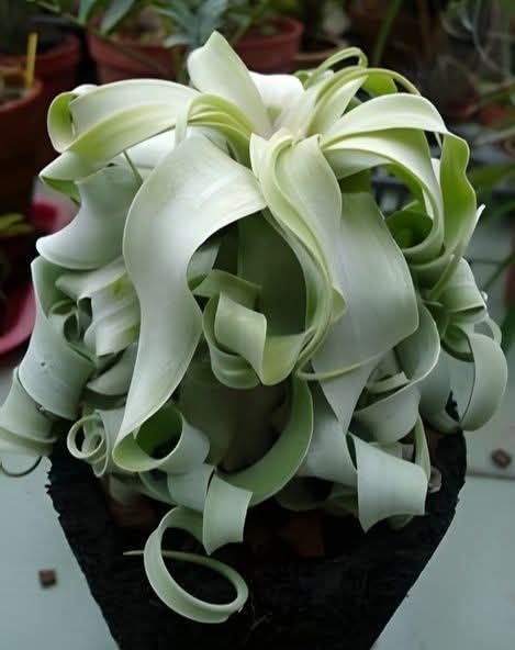 Tillandsia 'Twisted Predator' air plant growth