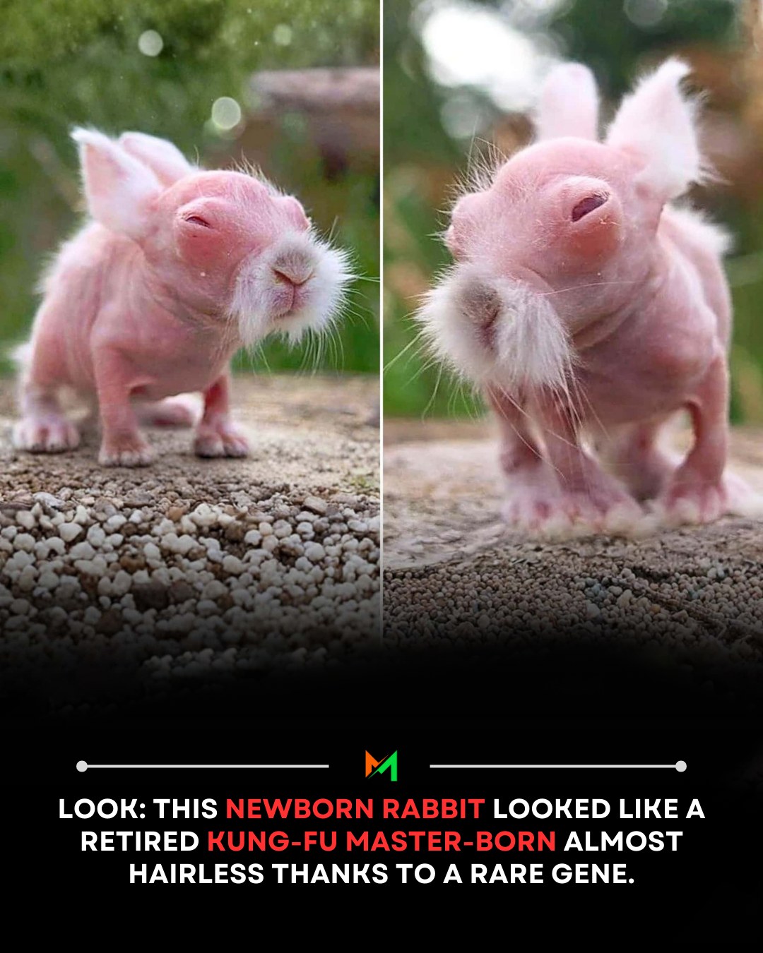 Cartel - This baby rabbit doesn’t look like a bunny — he looks like a ...