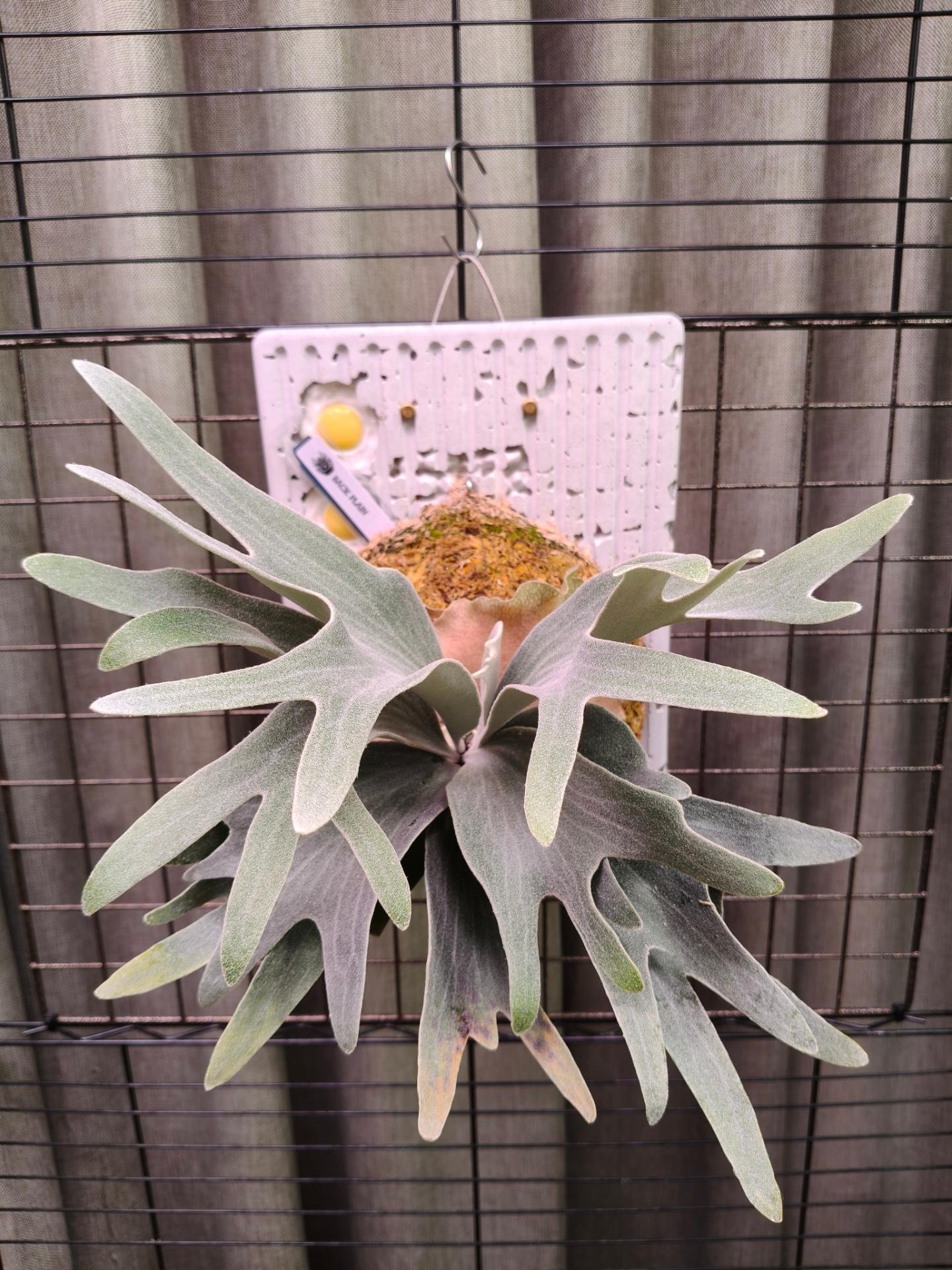 經典神獸 P.willinckii omega from Alan's frens #platycerium