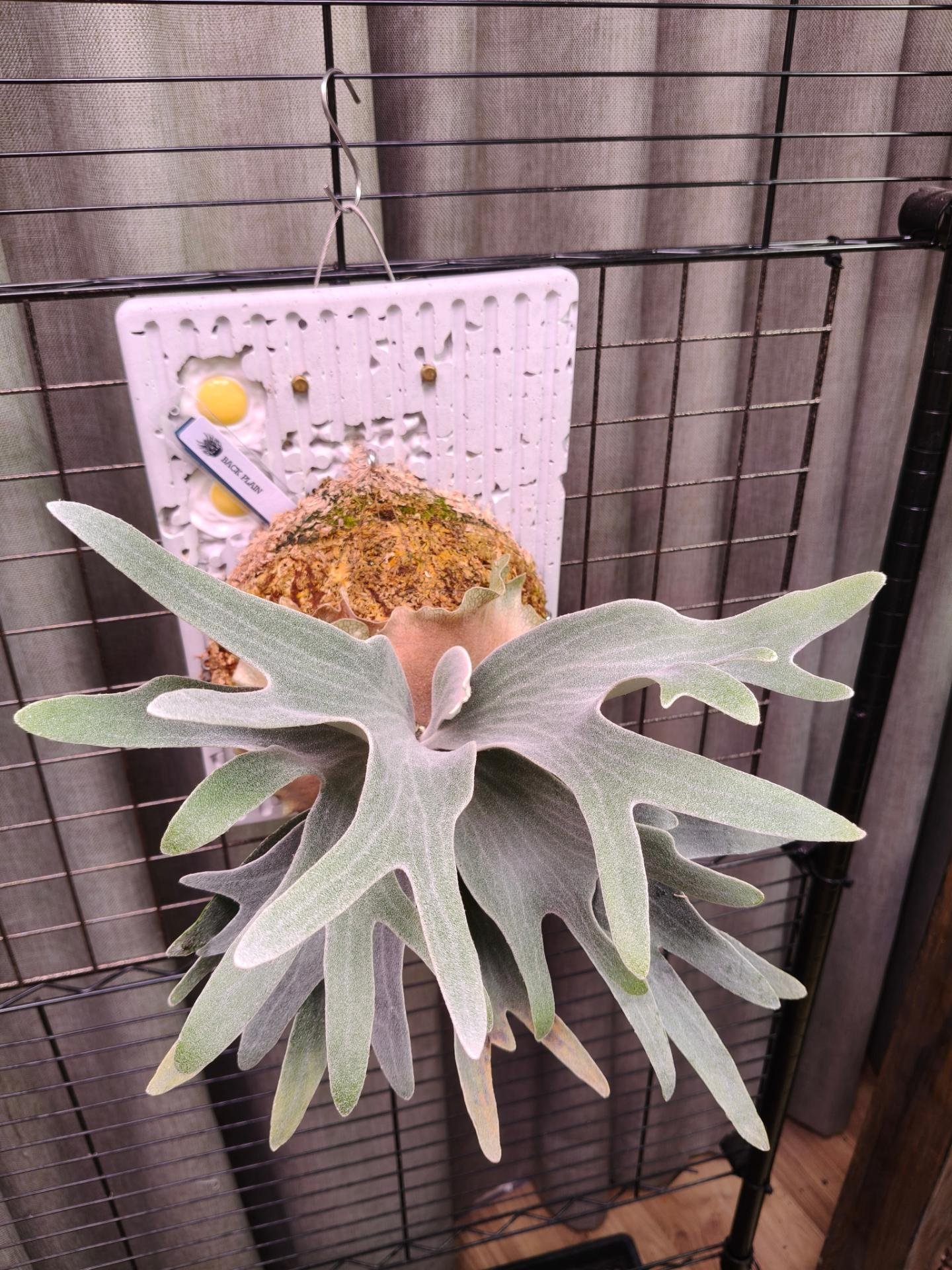 經典神獸 P.willinckii omega from Alan's frens #platycerium