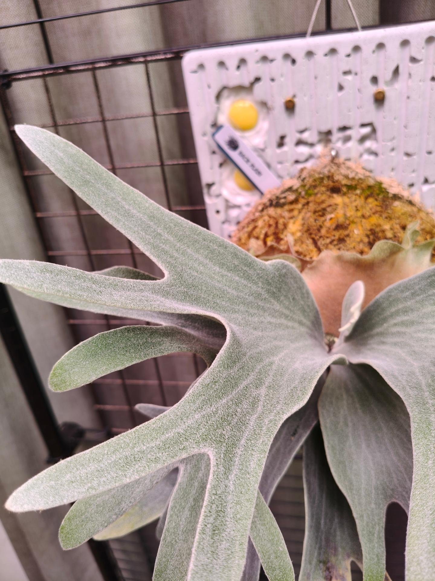 經典神獸 P.willinckii omega from Alan's frens #platycerium