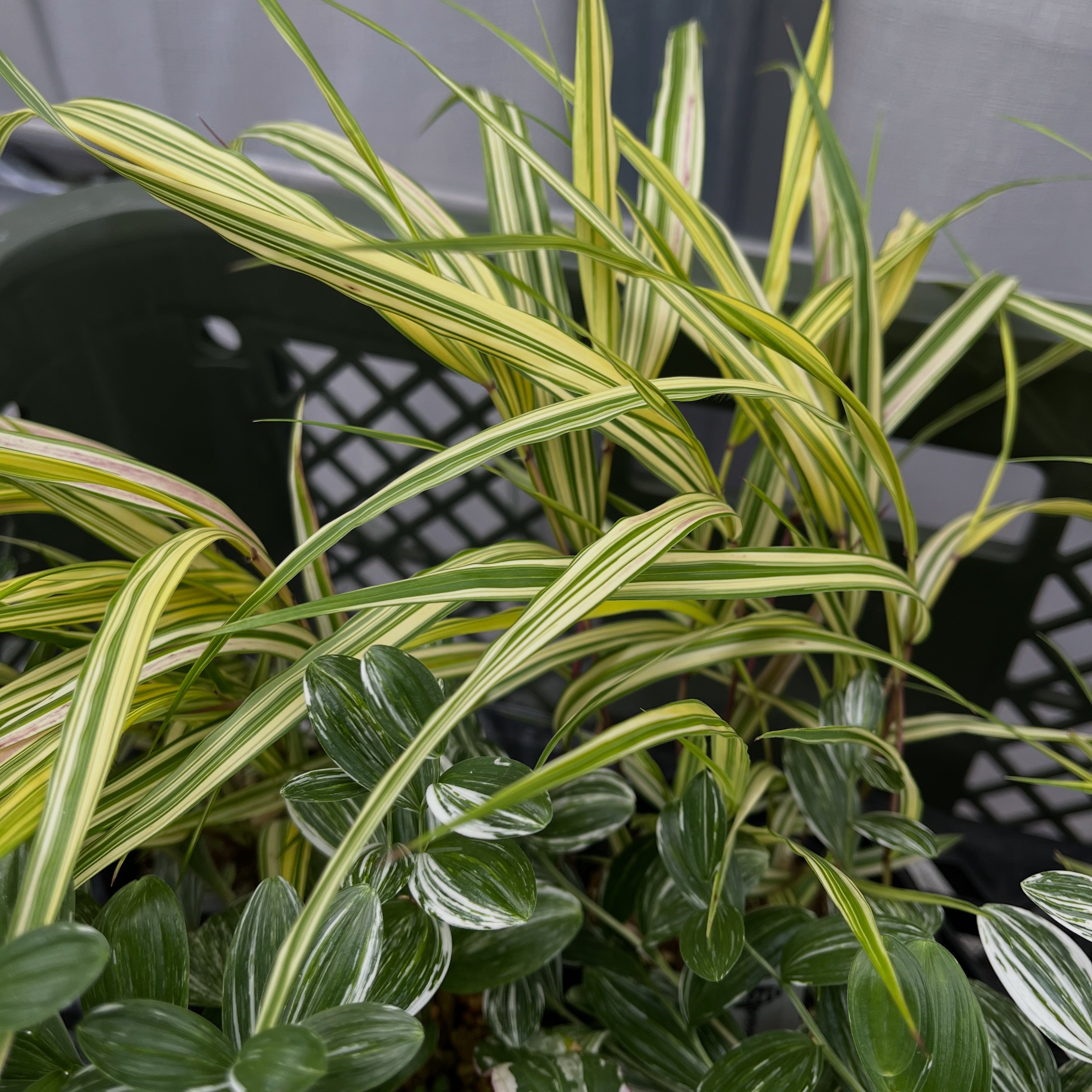 斑入り植物専門店〜錦〜