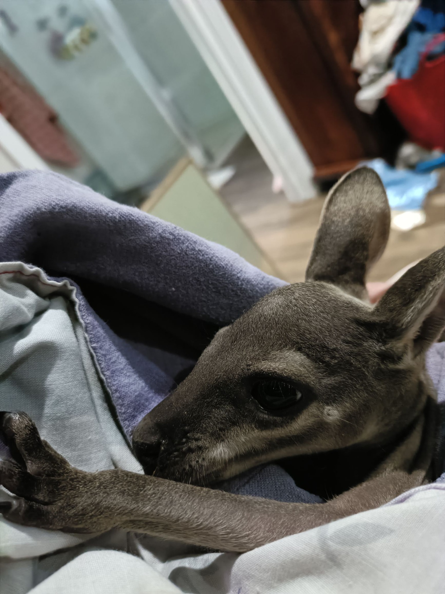Aussie Native Rescue Inc.