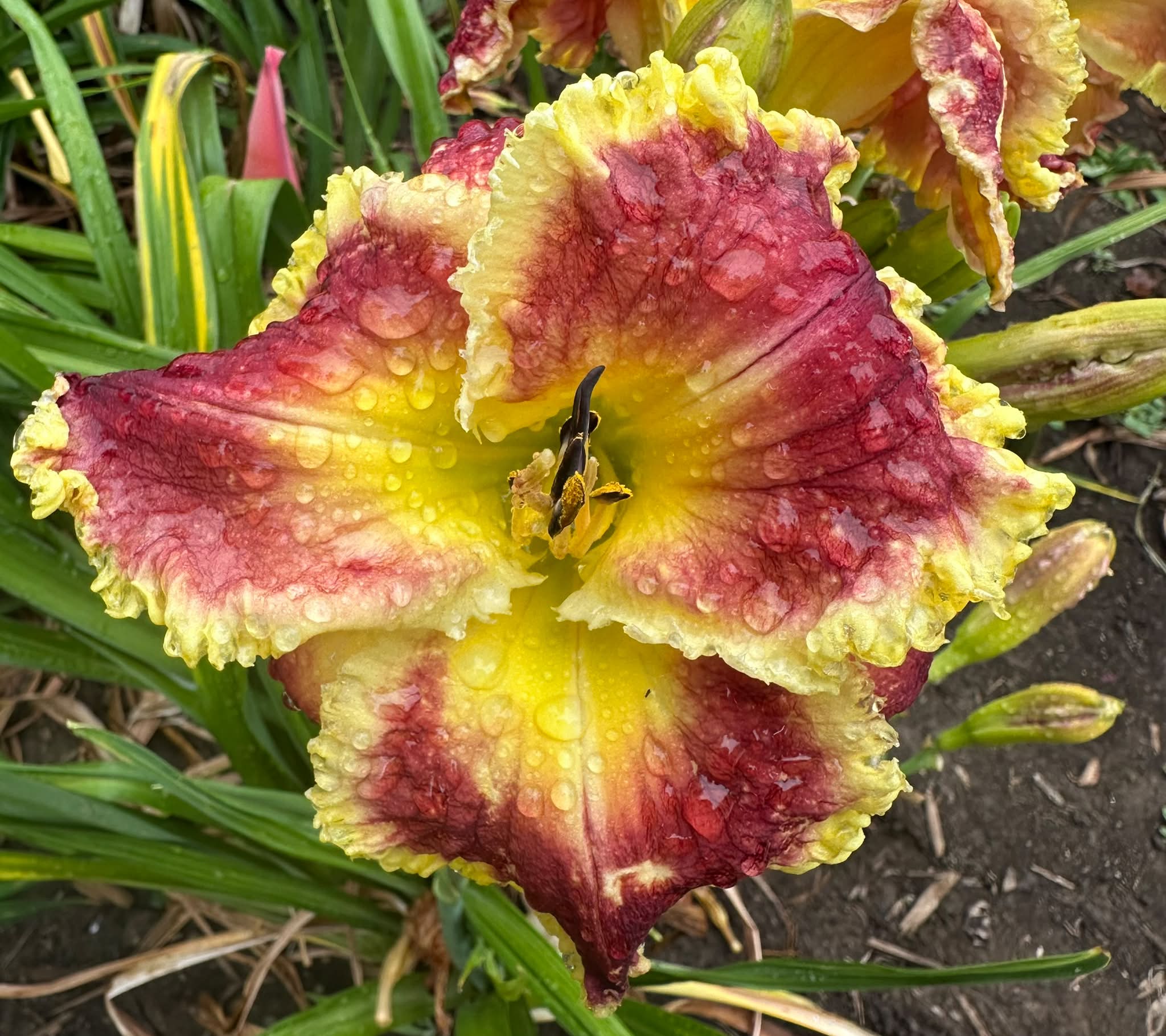Daylily cross of Avianna Grace x Elvira's Kiss with yellow and red