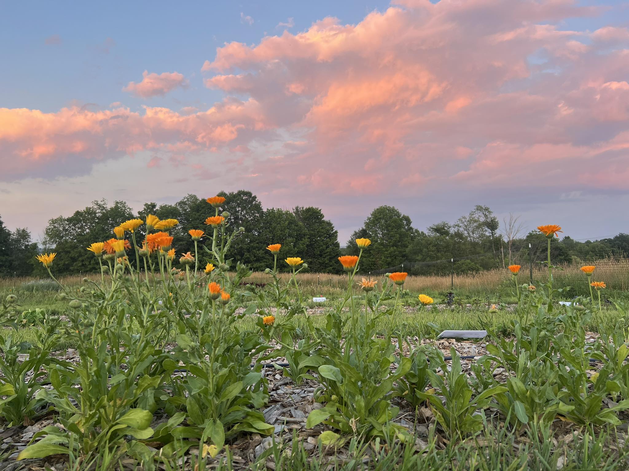 Blooms with Joy | Caneadea NY