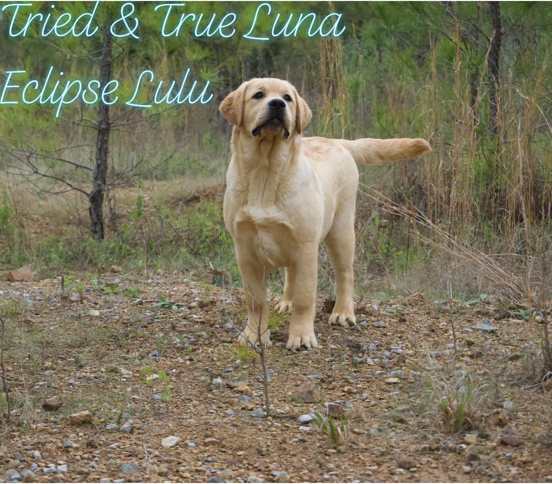 Tried and True Labradors