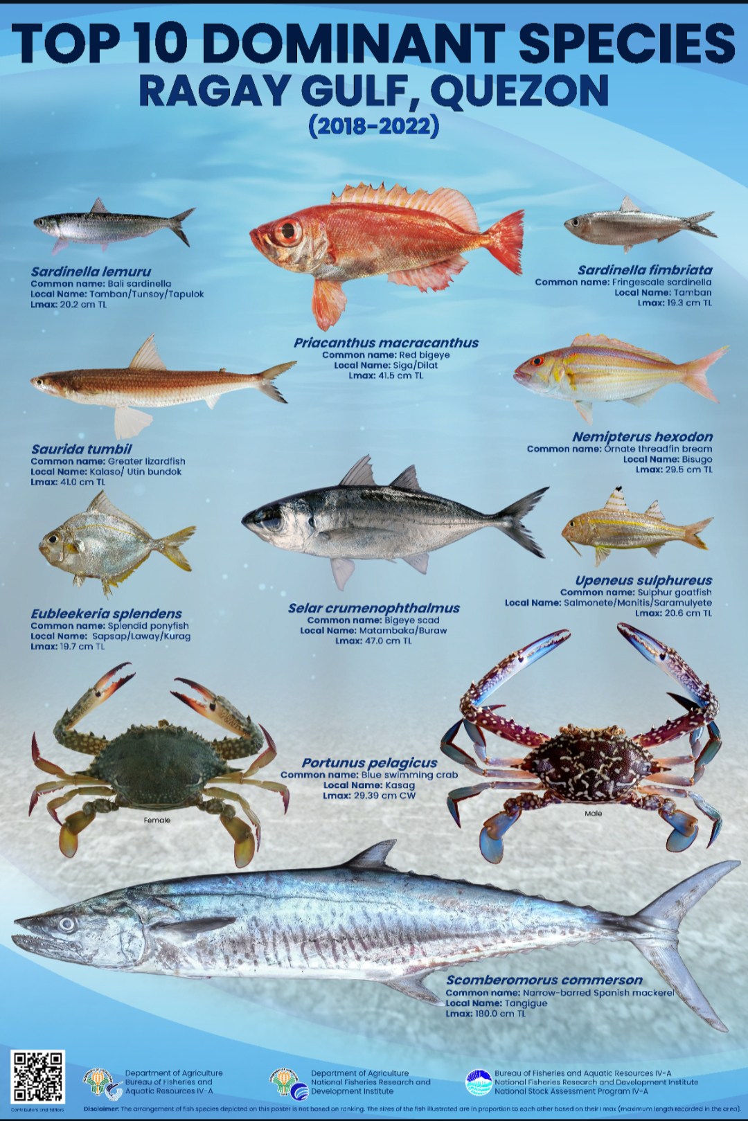 Ivatan - TOP 10 DOMINANT SPECIES l RAGAY GULF, QUEZON (2018-2022 ...