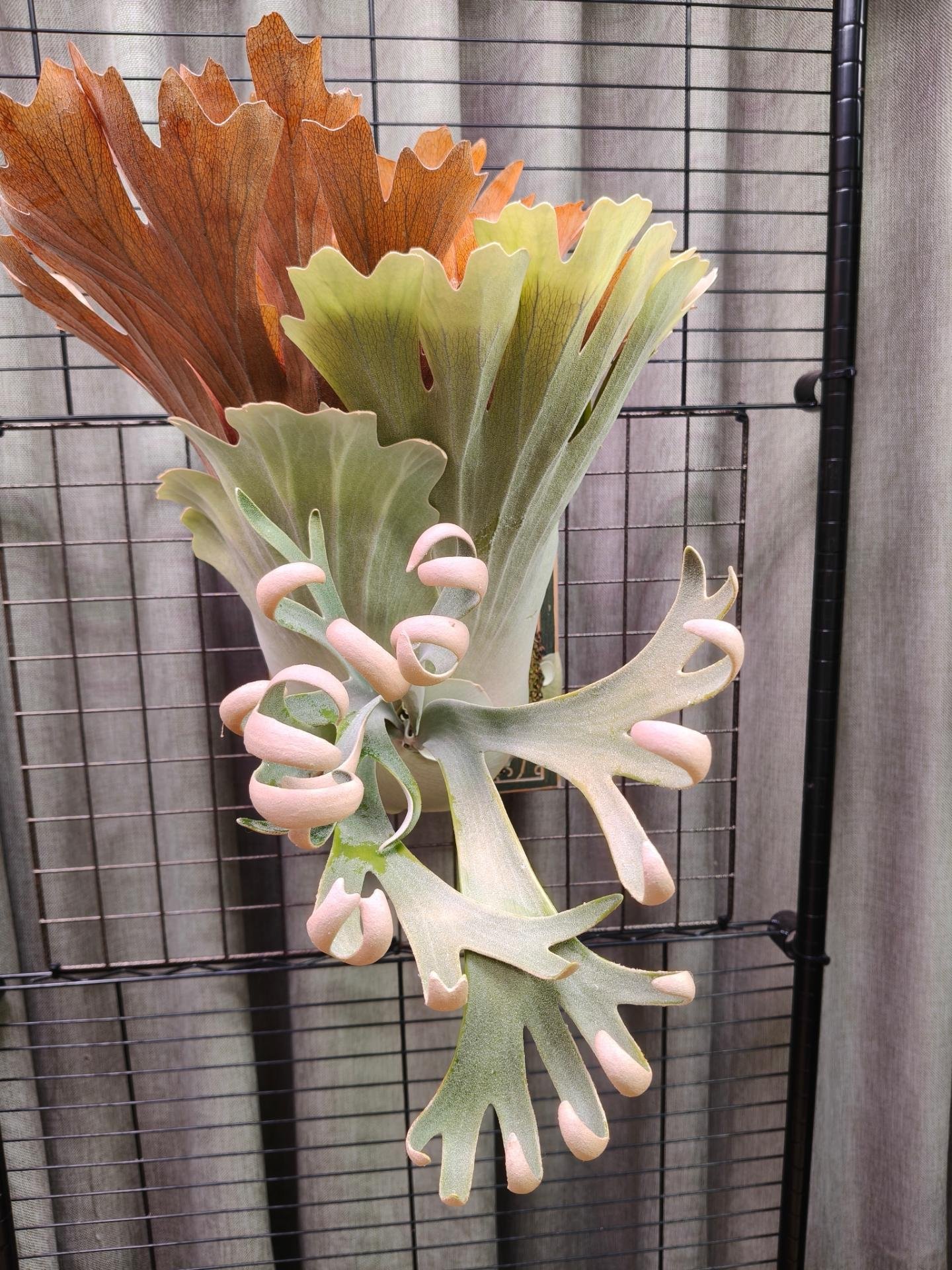 經典神獸 P.willinckii omega from Alan's frens #platycerium