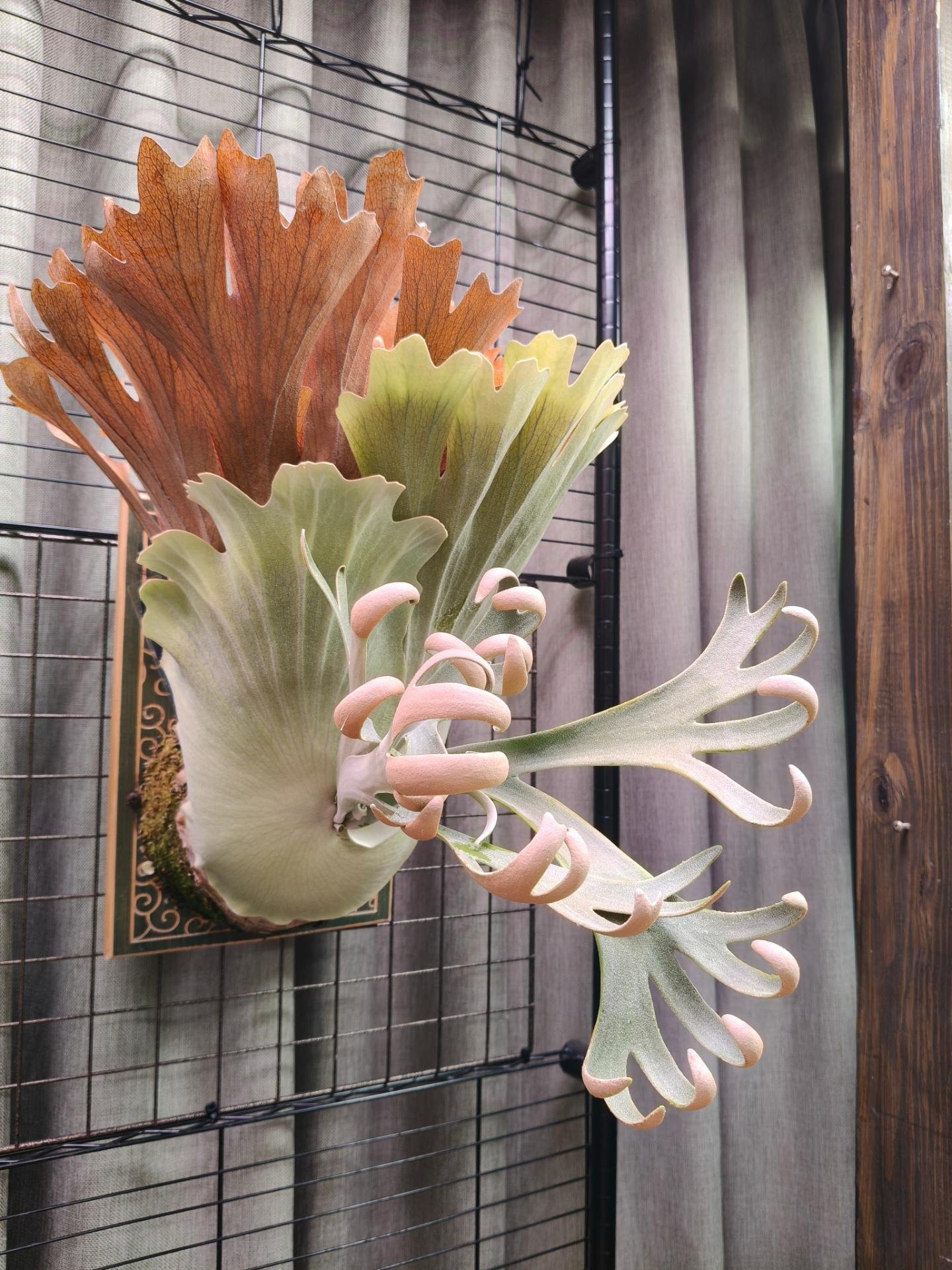 經典神獸 P.willinckii omega from Alan's frens #platycerium