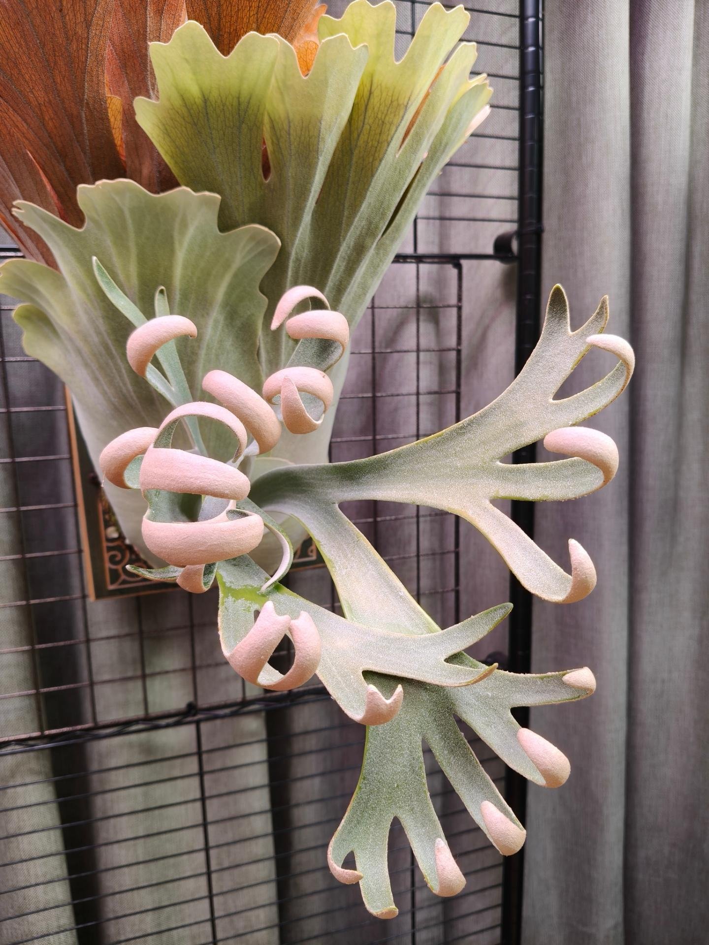 經典神獸 P.willinckii omega from Alan's frens #platycerium