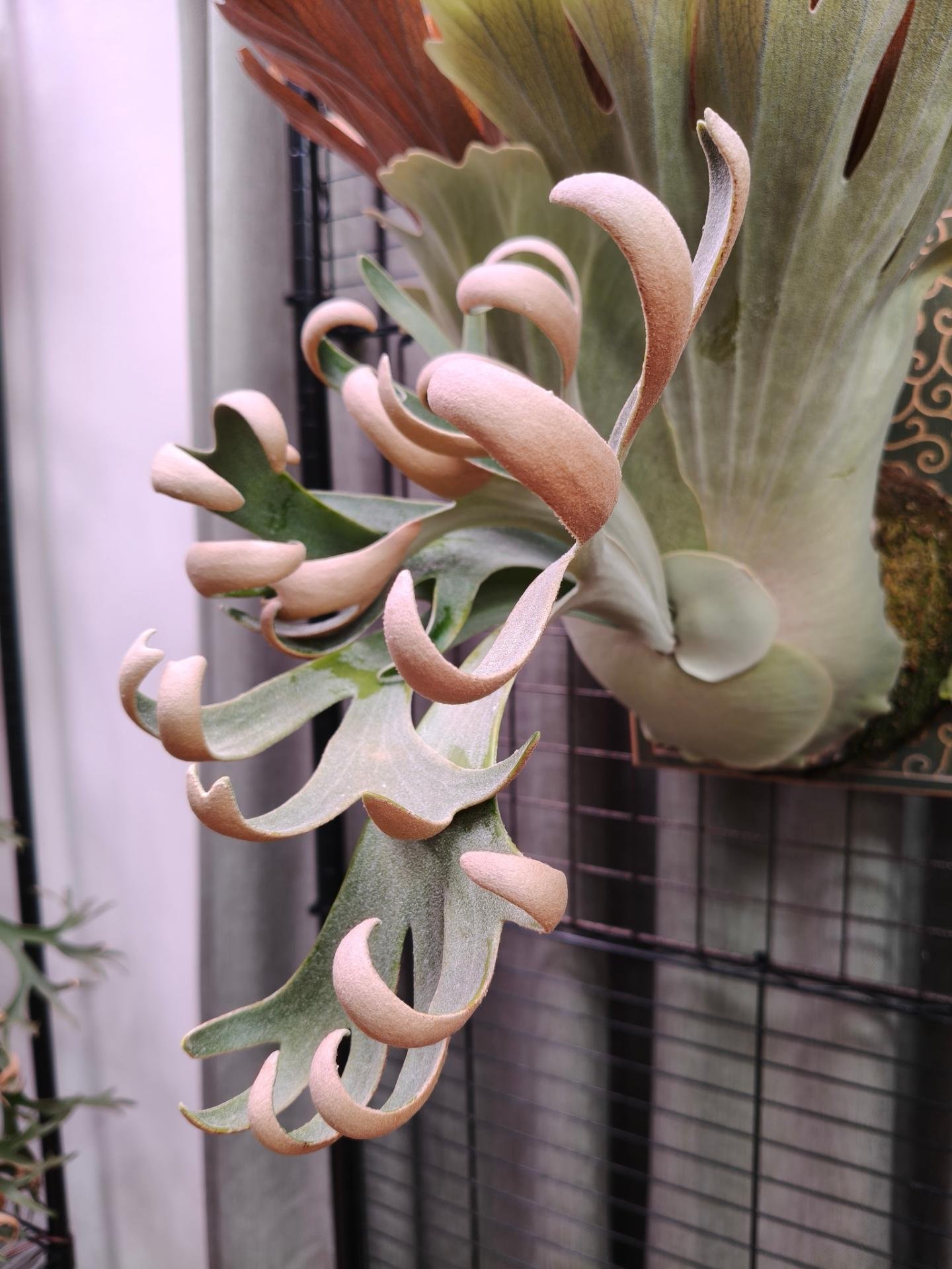 經典神獸 P.willinckii omega from Alan's frens #platycerium