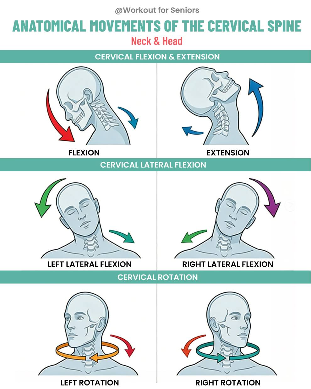 Longevity Plan – Day 239：ANATOMICAL... - Workout for Seniors | Facebook