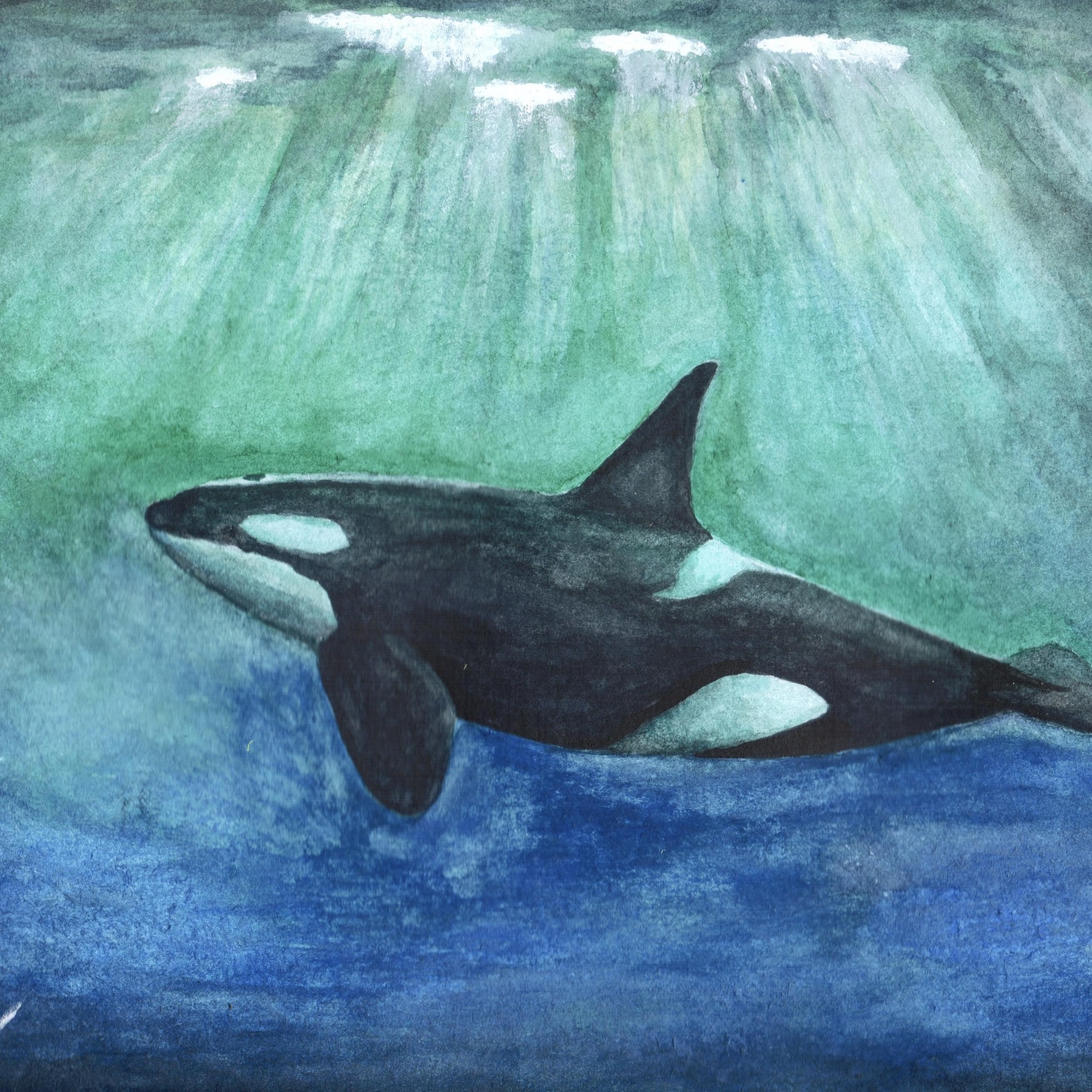 Orca Network Community Group | Saw Jack (T137A) and Chainsaw (T063 ...