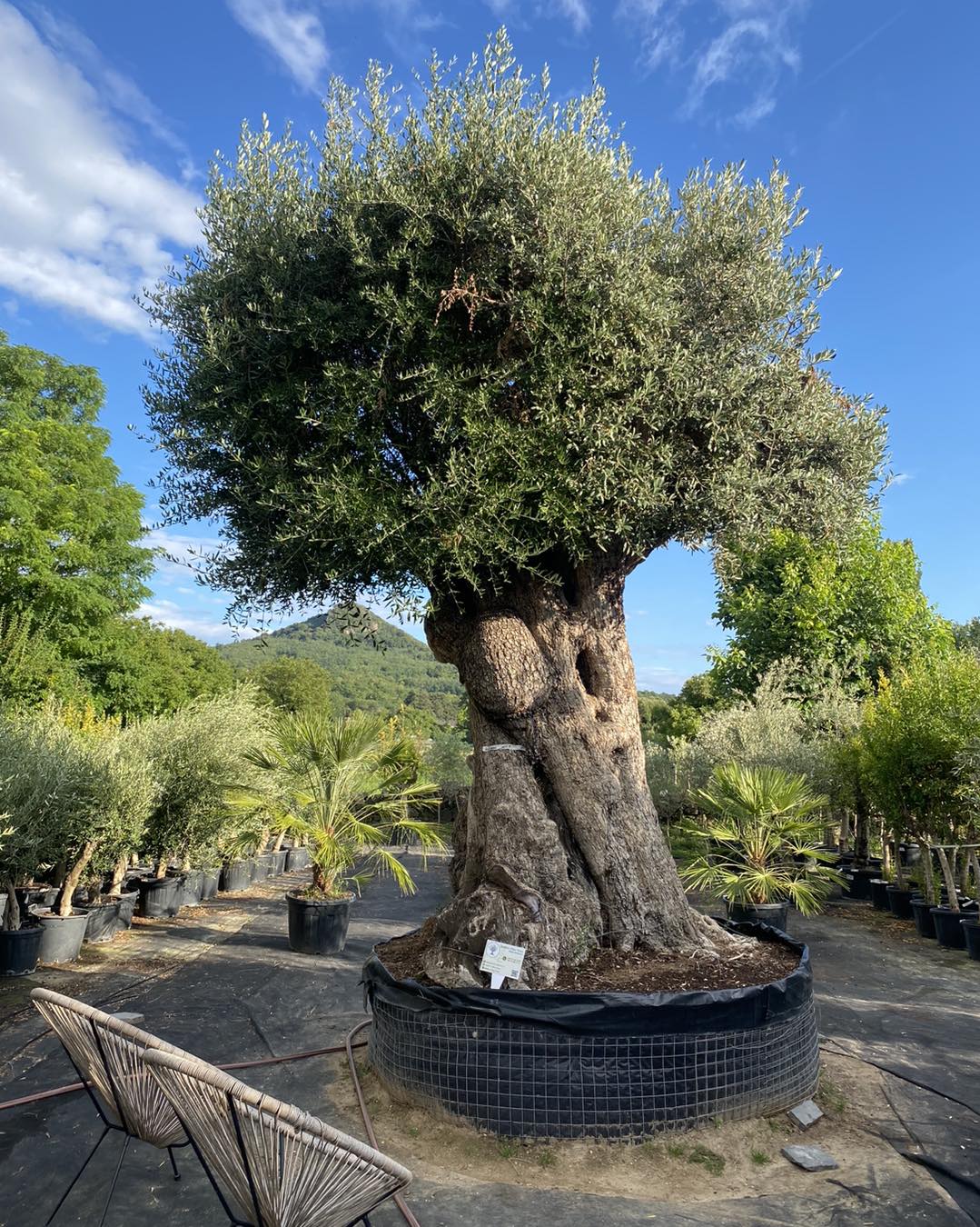 Sandra’s Olive Trees-Olajfa és olívafa különlegességek | Káptalantóti