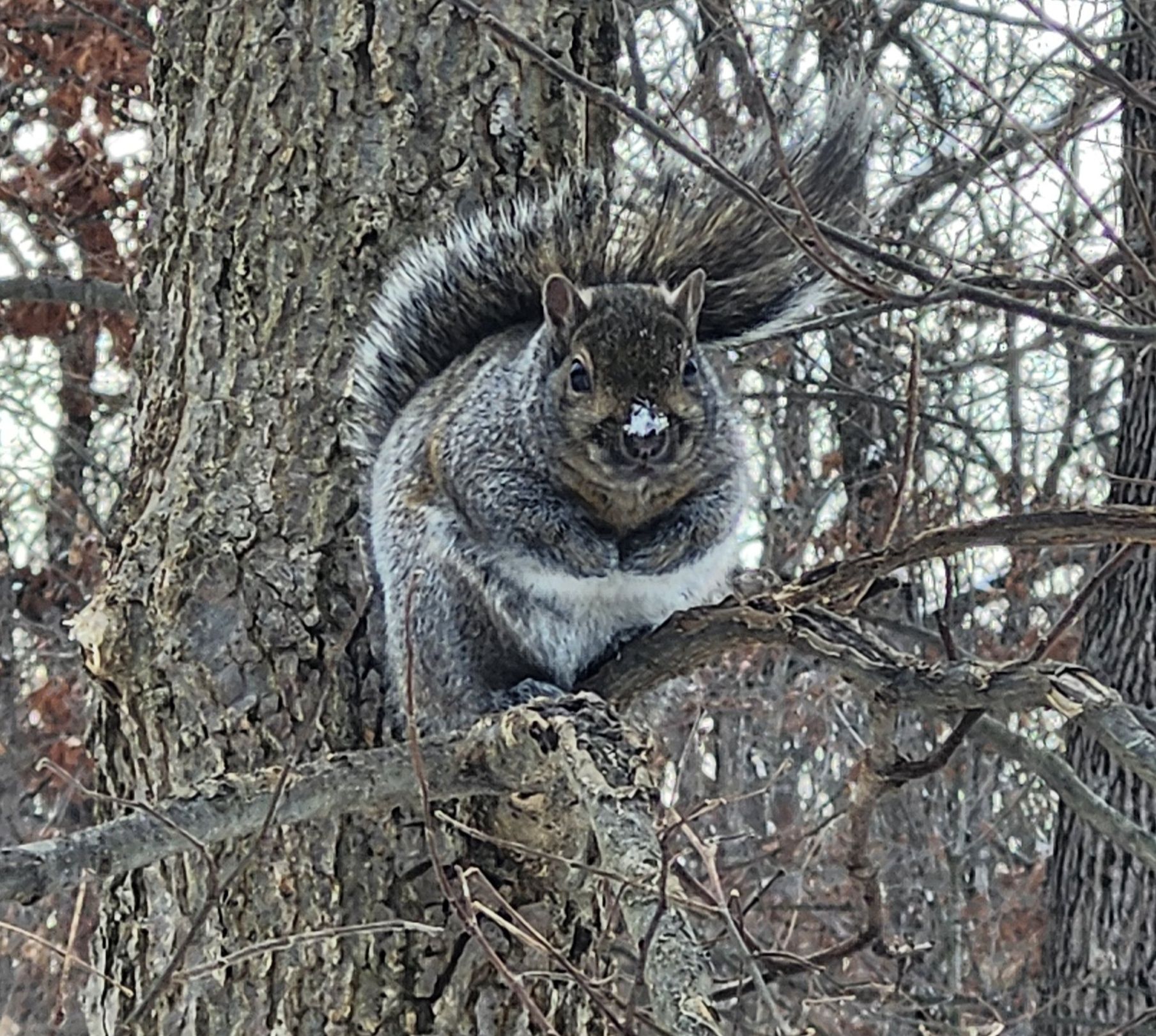 All About Squirrels | It's cold and only getting colder out | Facebook