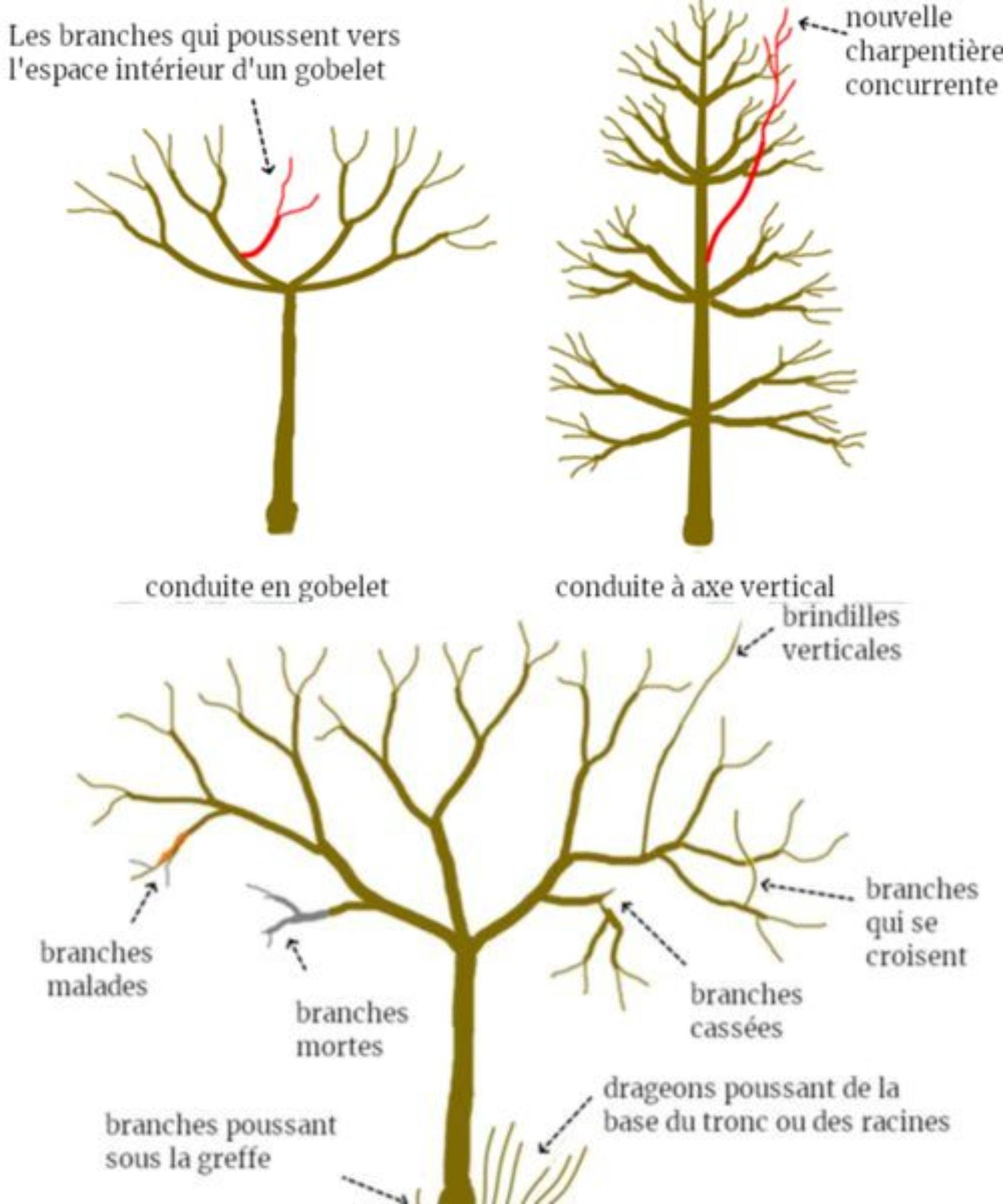 WANLIAN Épandeur De Branches Pour Arbres Fruitiers - Support De Branches Bleu 30 Pièces - Renforce La Croissance Des Pommiers Et Arbres Fruitiers