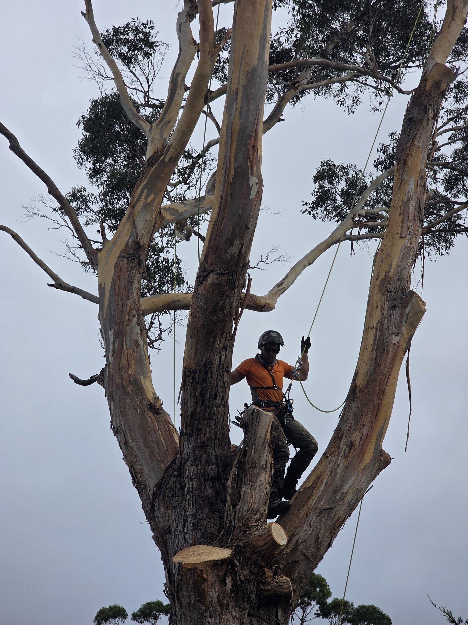 Precision Tree Care | Hobart TAS