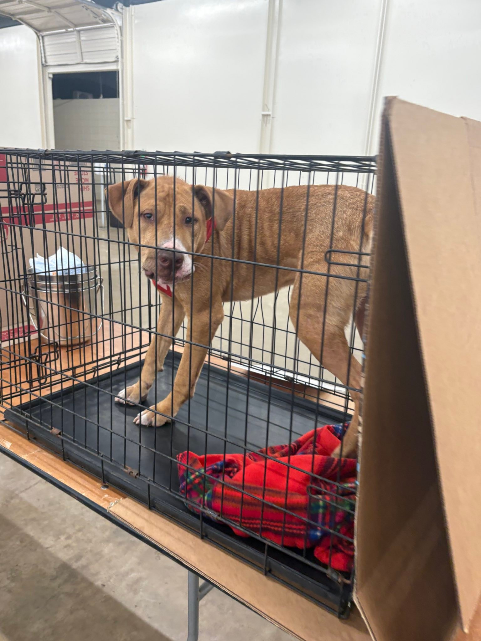 Jak's Second Chance... - Jak's Second Chance Rescue Ranch