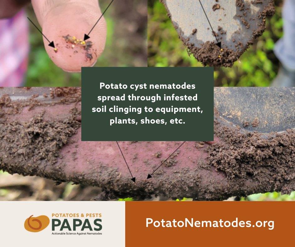 PAPAS - Potatoes and Pests, Actionable Science Against Nematodes ...
