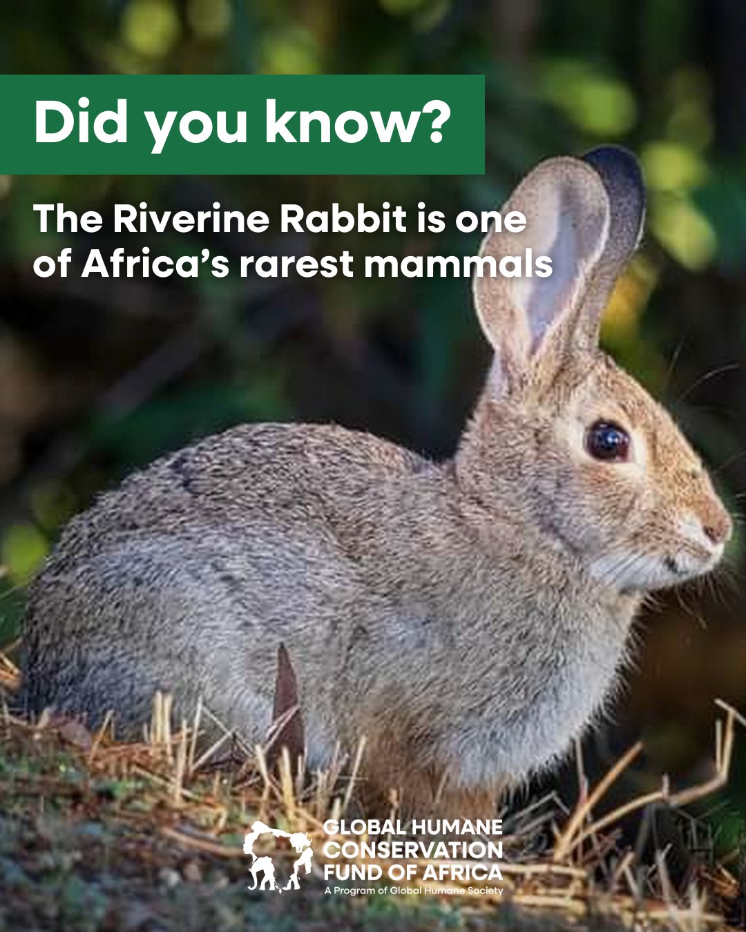 Global - The Riverine Rabbit is one of Africa’s most endangered mammals ...