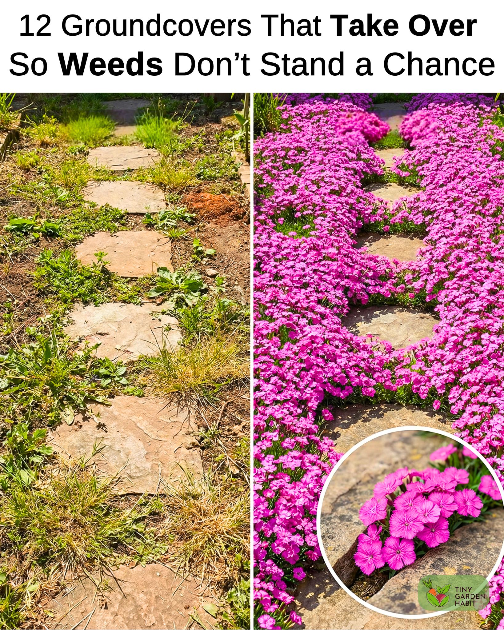 These plants spread fast and create... - Tiny Garden Habit | Facebook